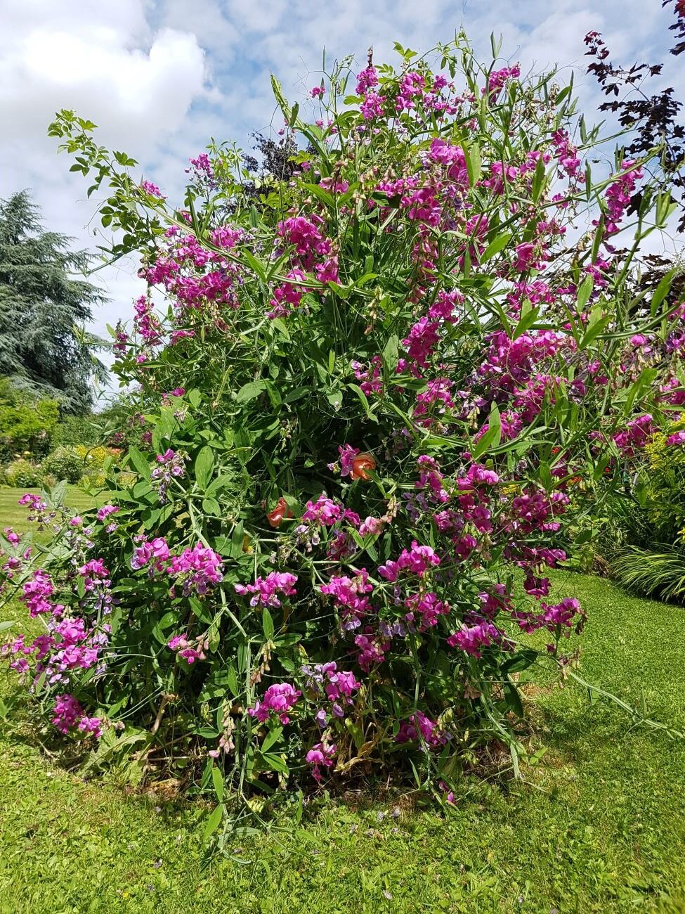 Traditional garden obelisk covered in vibrant pink and purple sweet peas in an English cottage garden