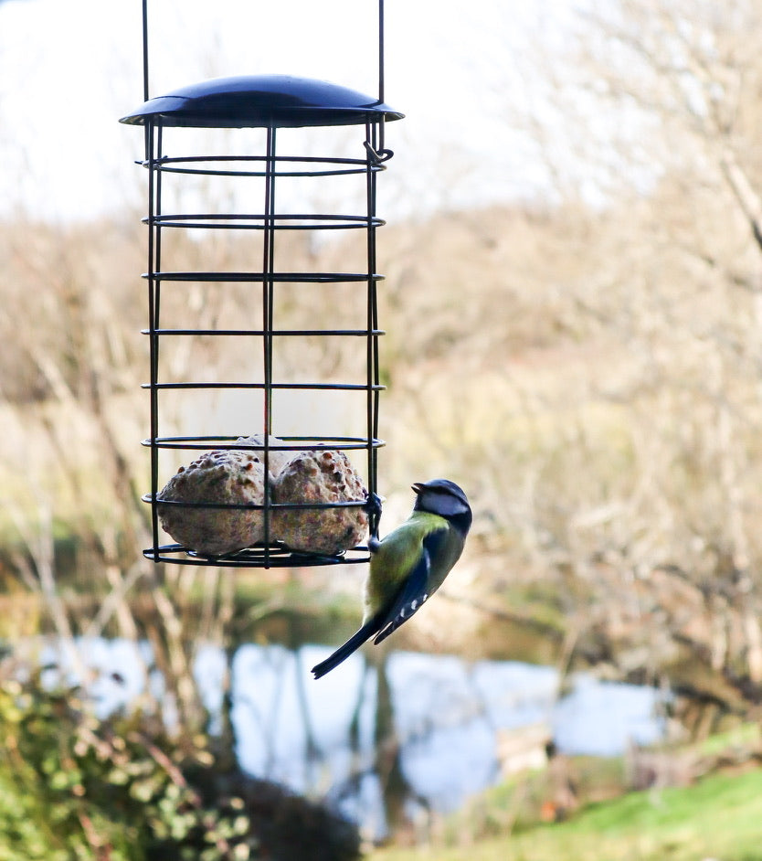 Bringing birds to your garden