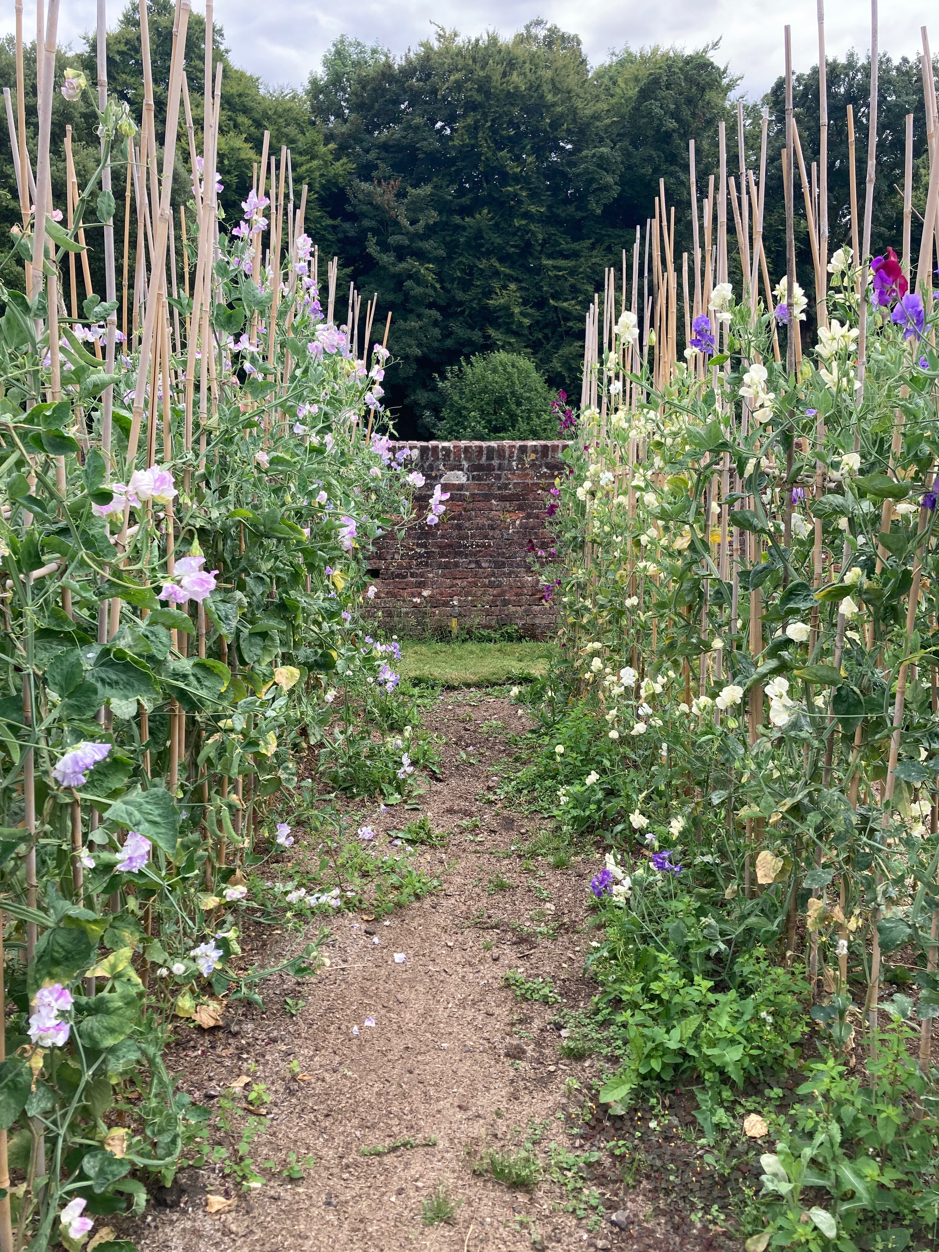 Sweet peas – an English country garden favourite