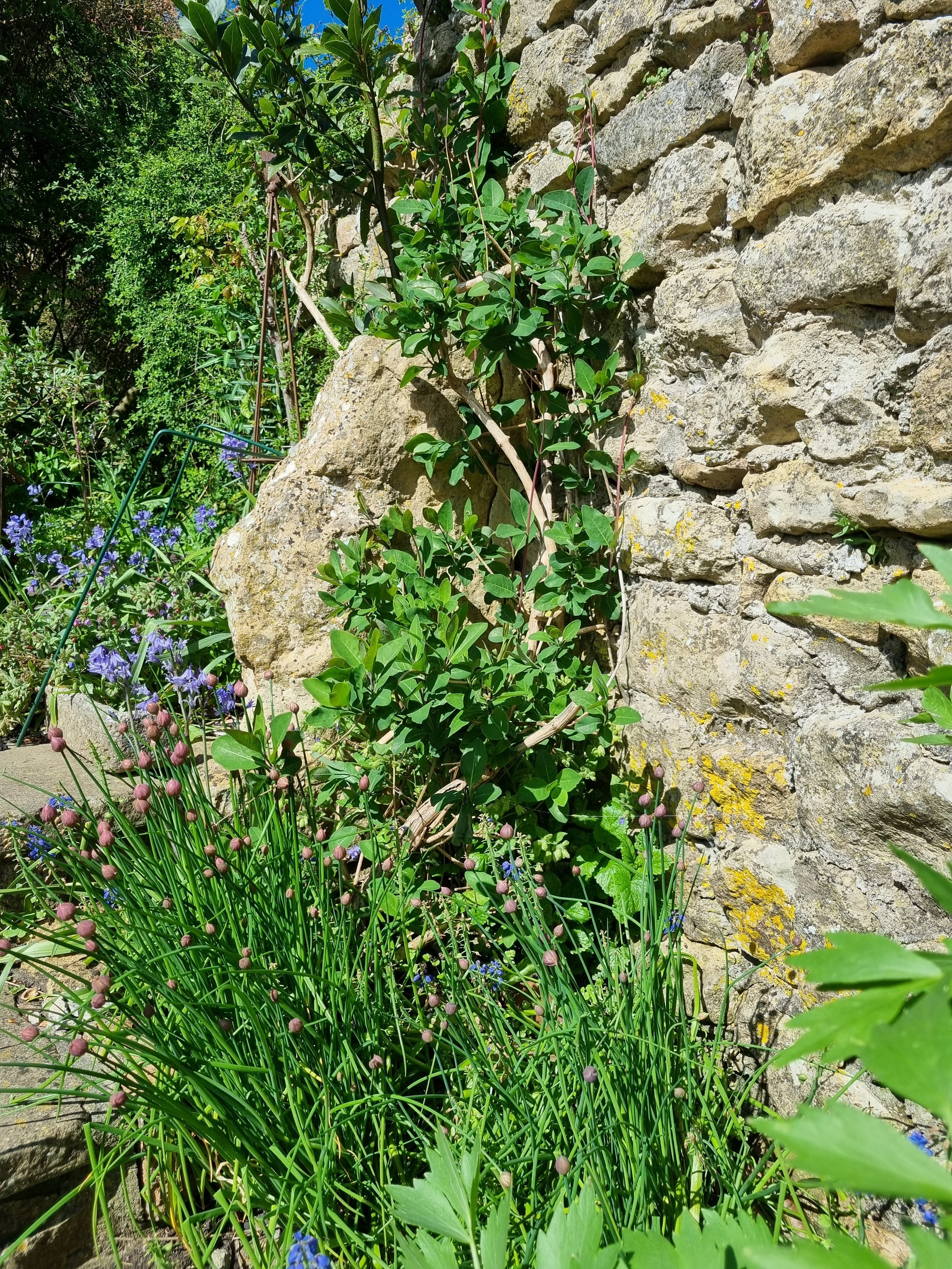A quiet garden scene showing planting and structure in a small English garden.