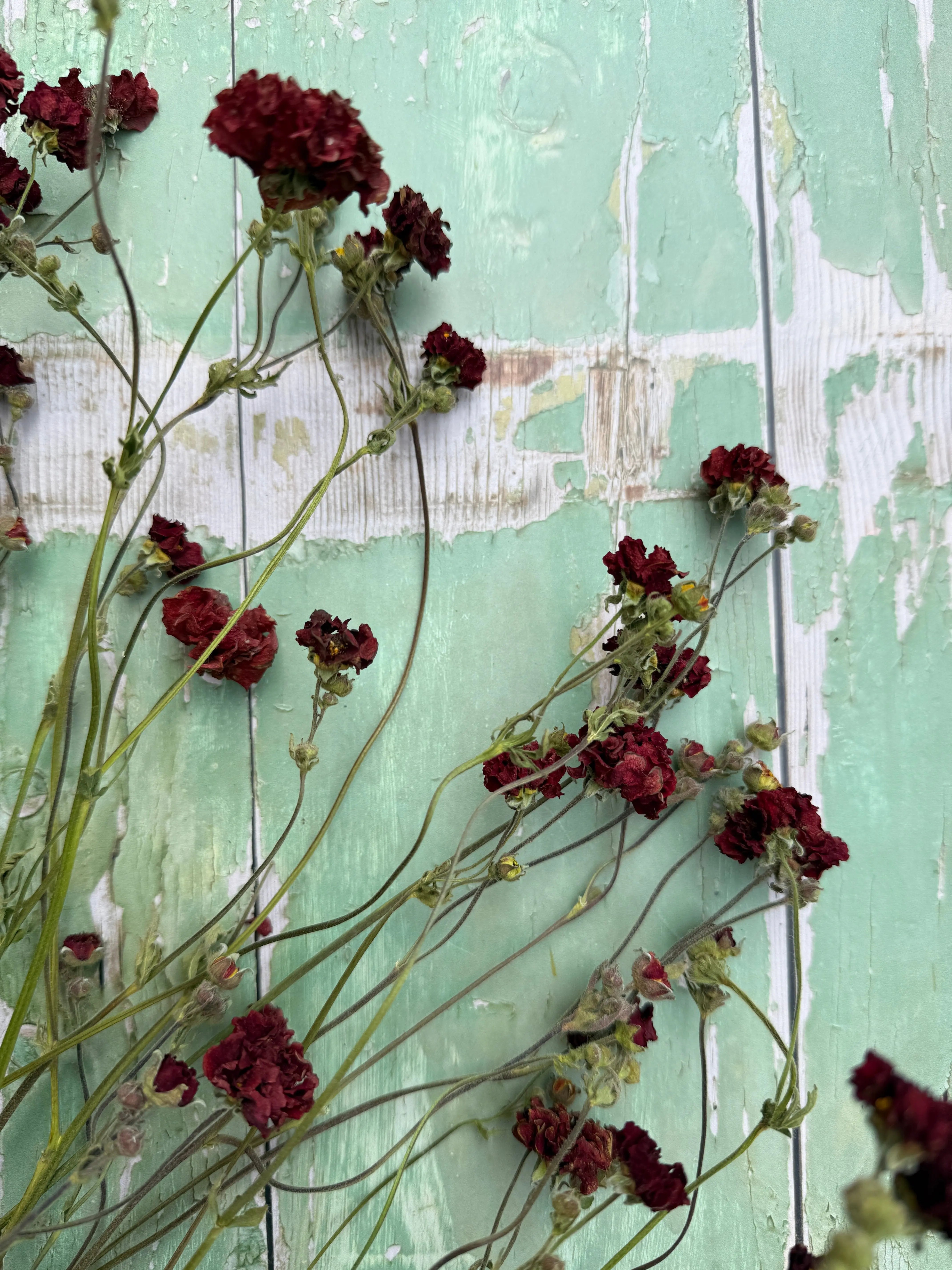 Geums Dried - English Country Gardens