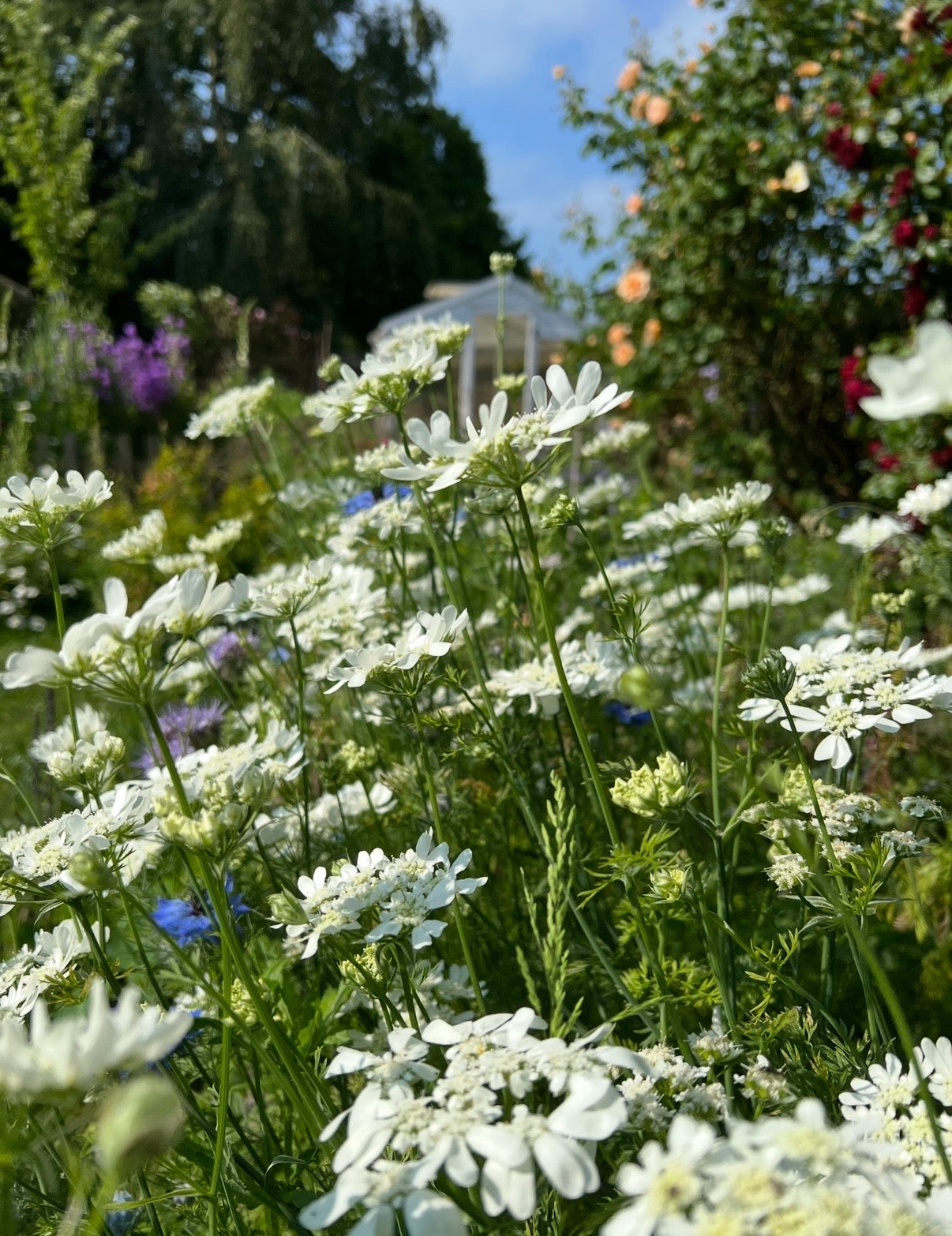 Orlaya Grandiflora