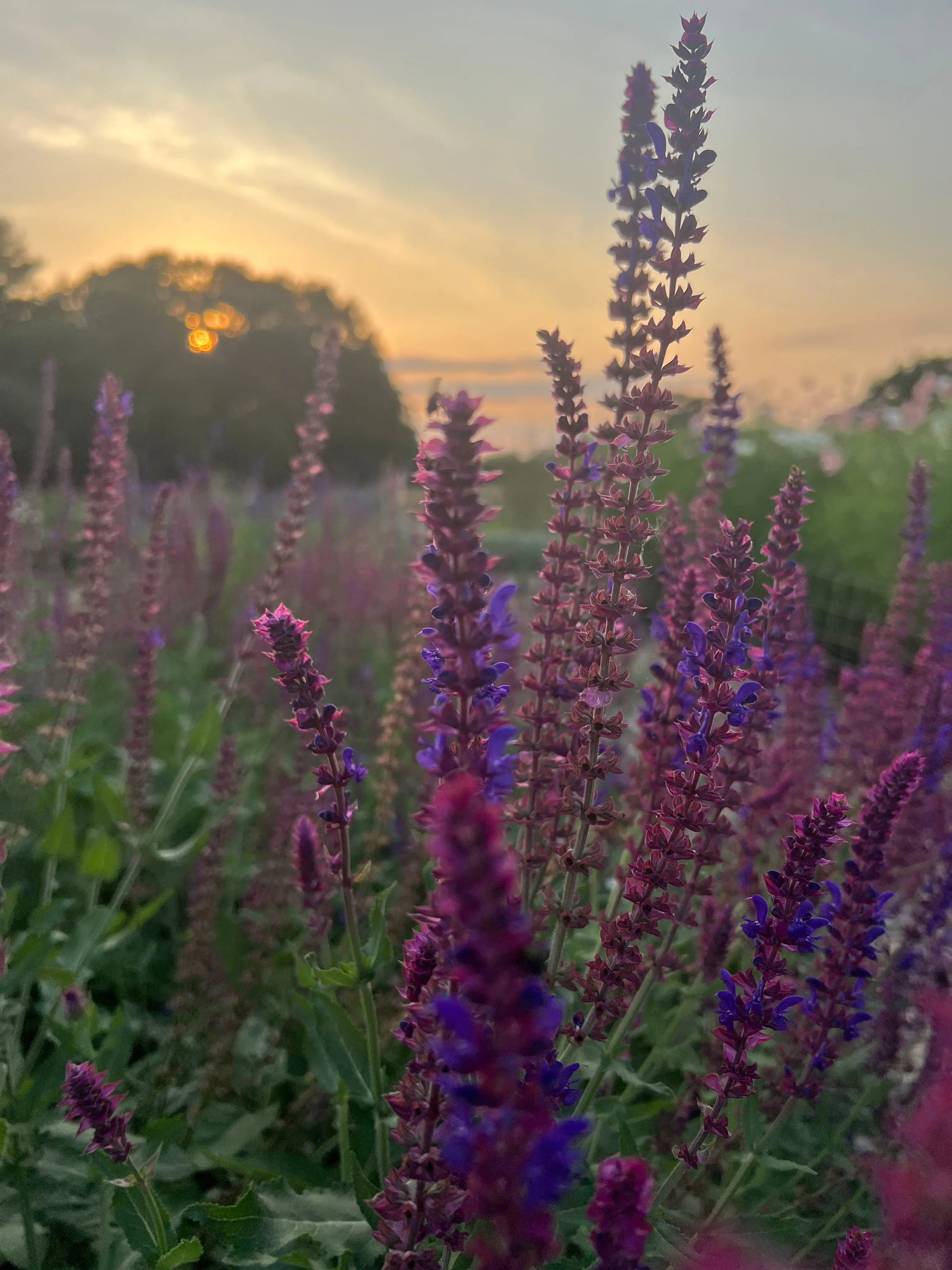 Salvia Violet Queen