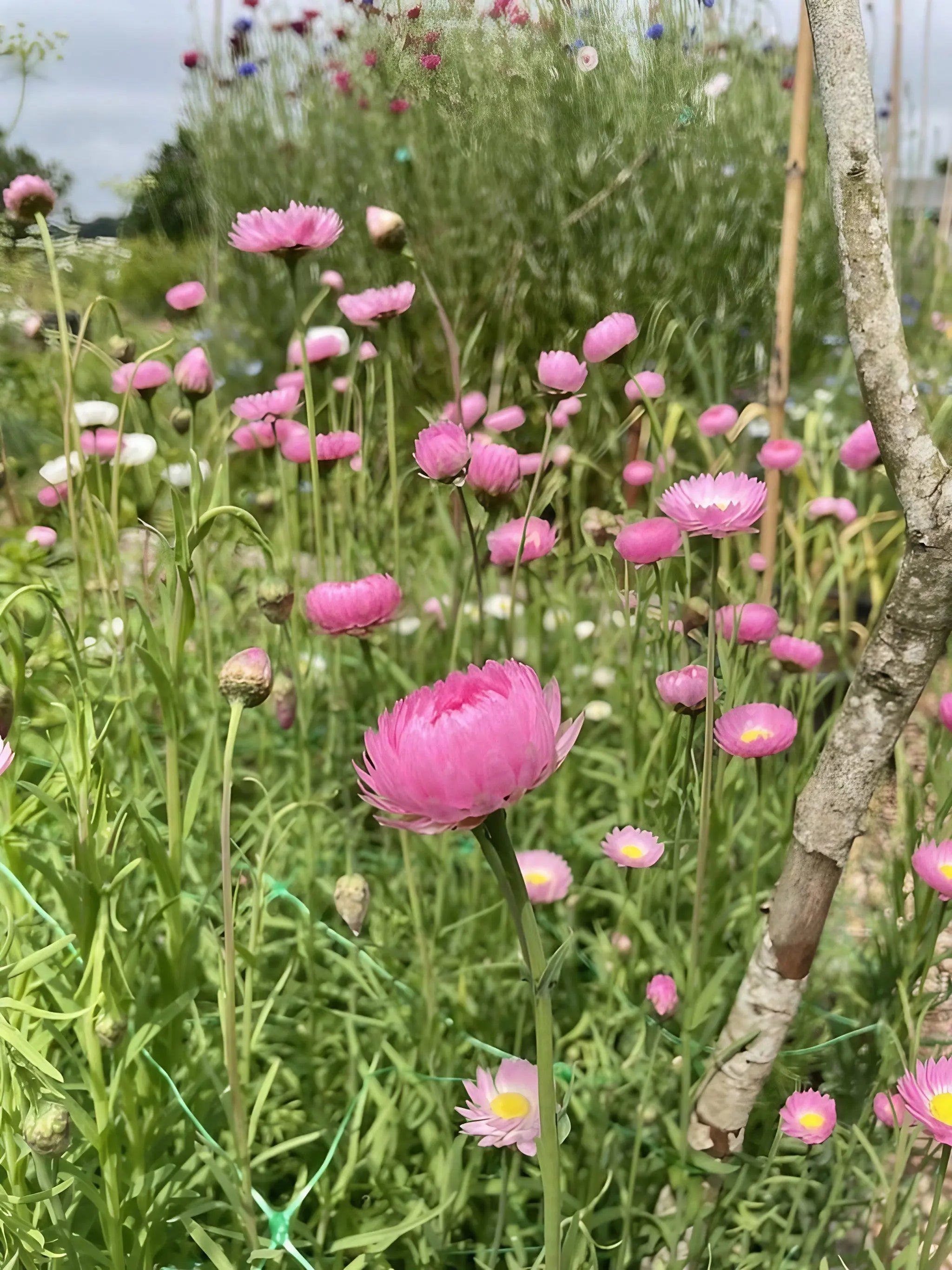 Strawflower Helipterum Roseum Mixed