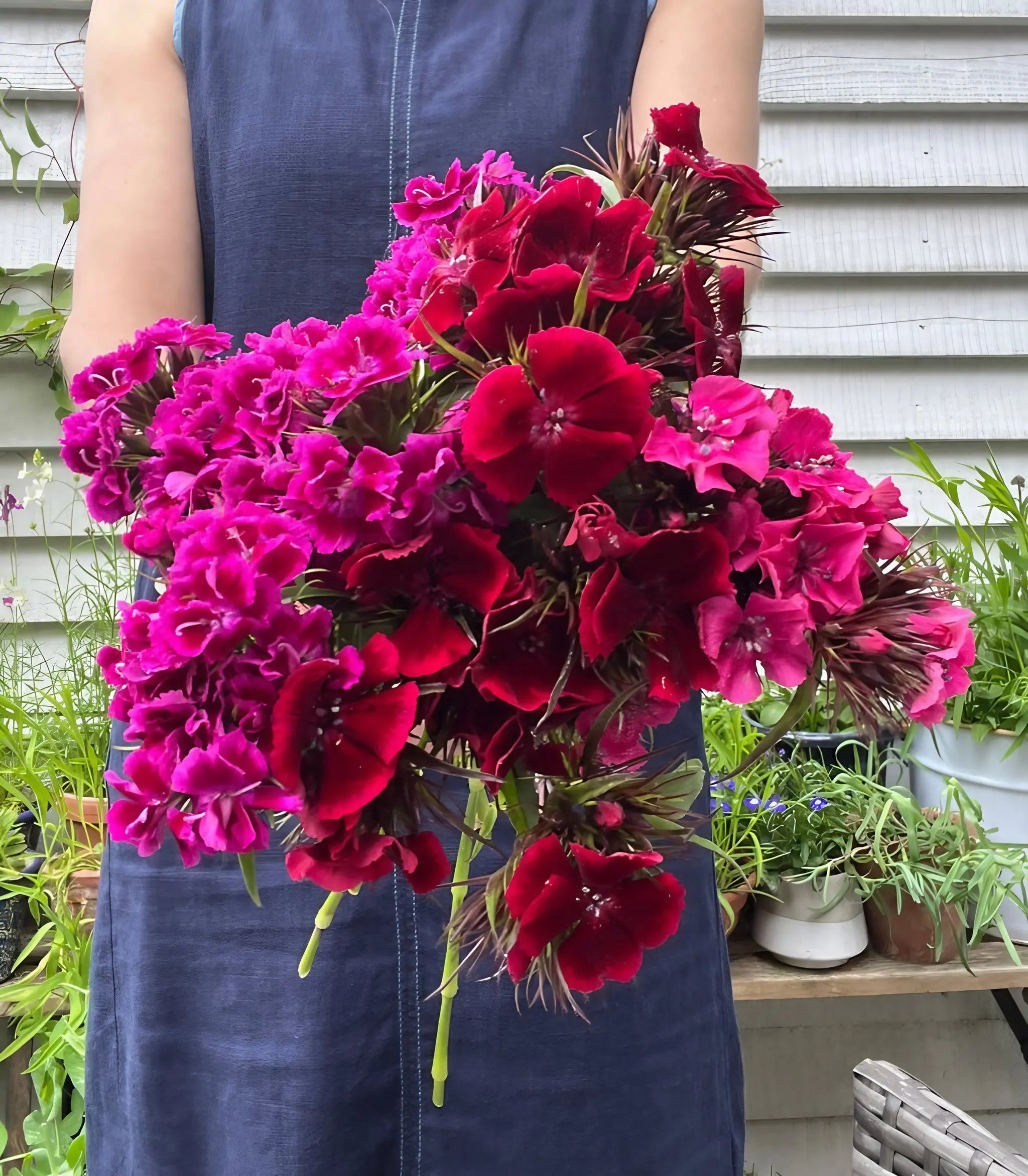 Sweet William Indian Carpet Mixed