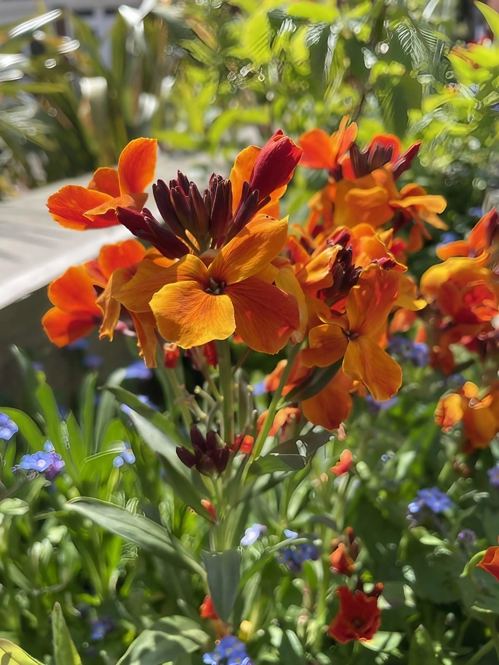 Wallflower Fire King