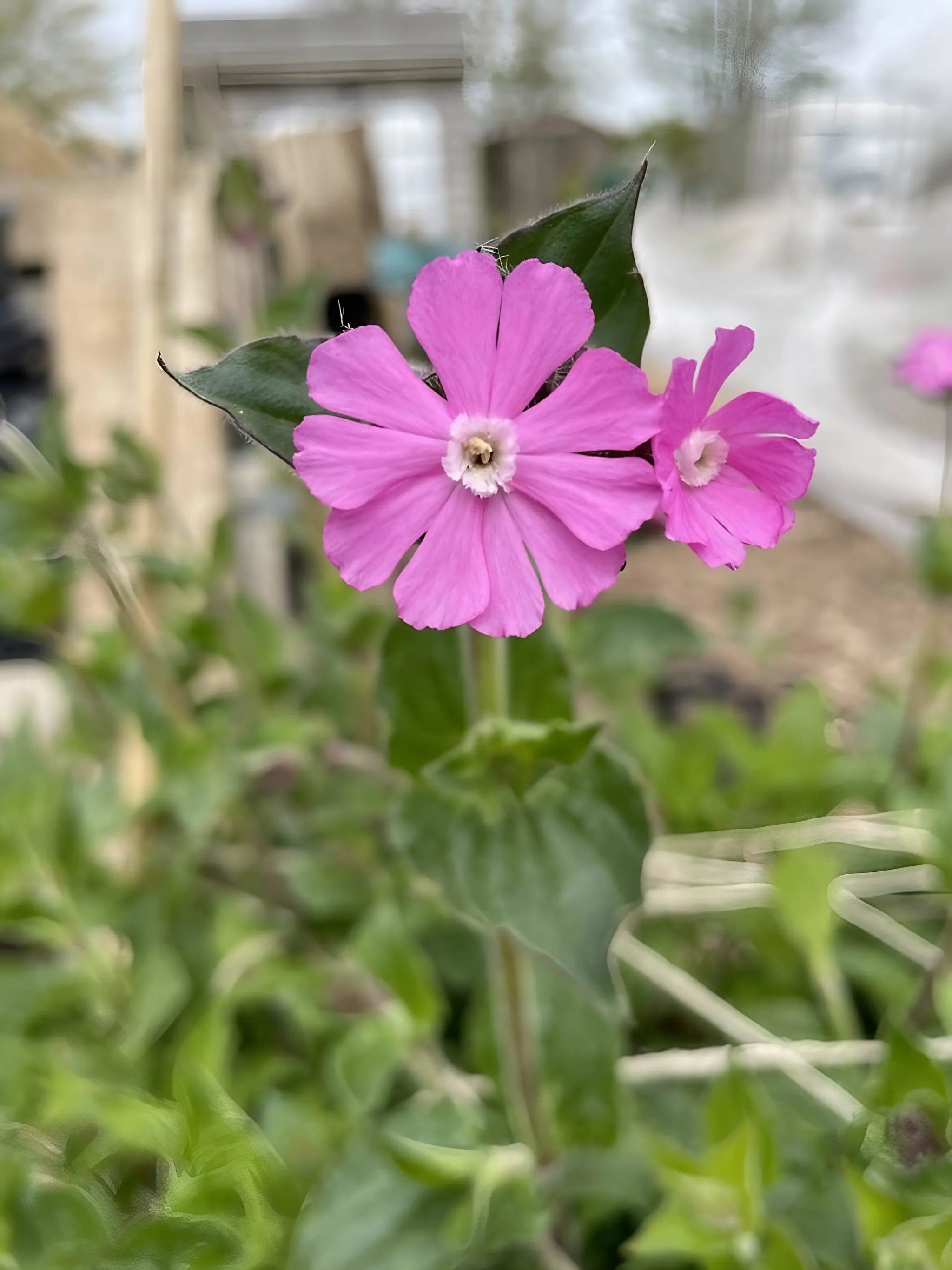Red Campion