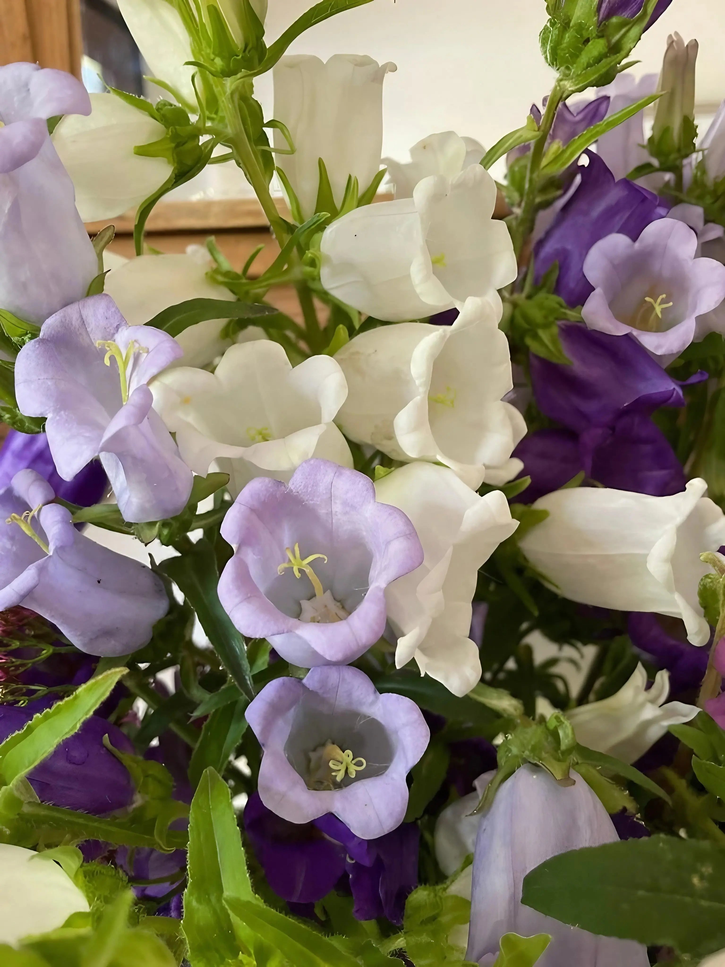 Canterbury Bells Crown Single Mixed - English Country Gardens