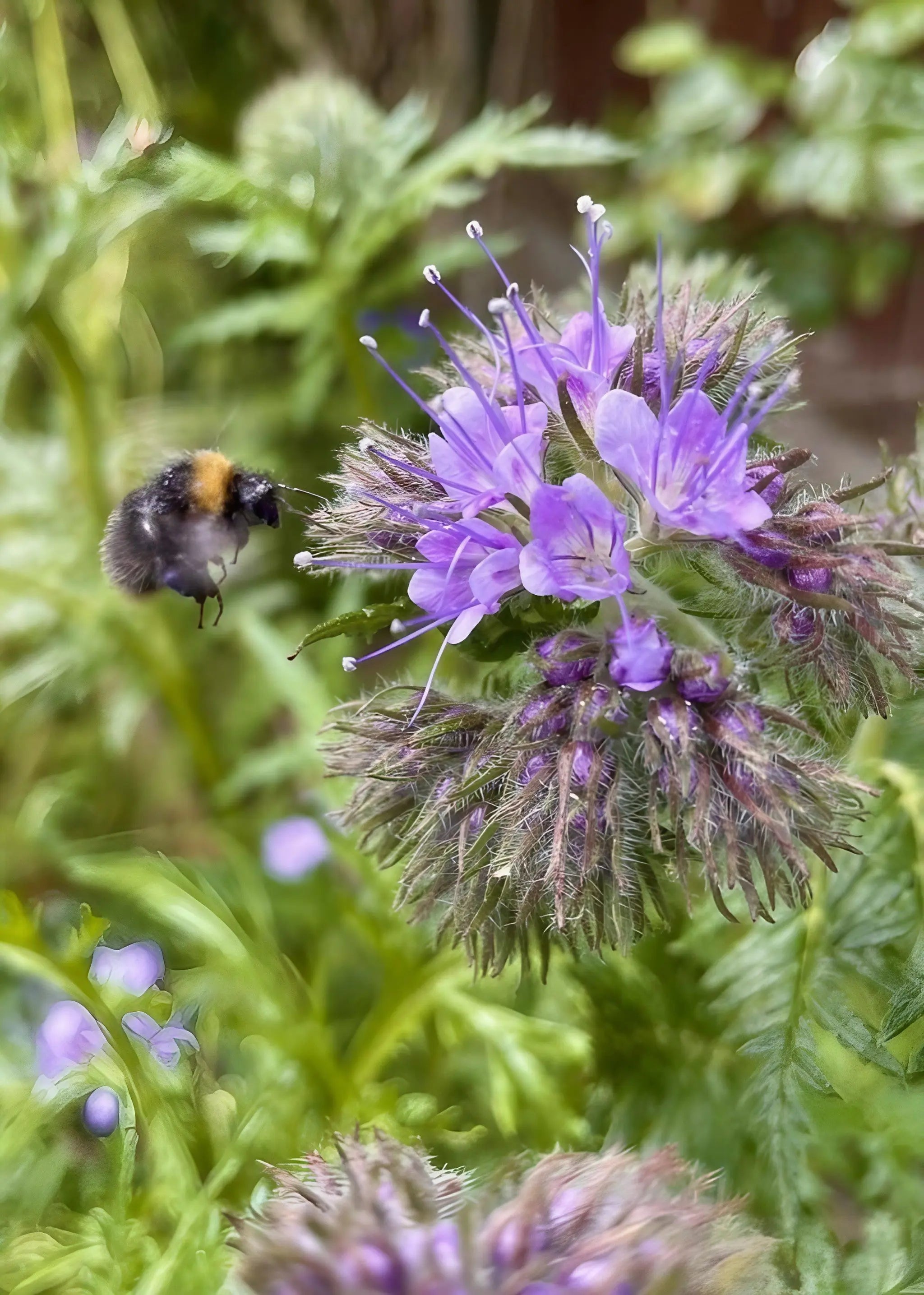Phacelia