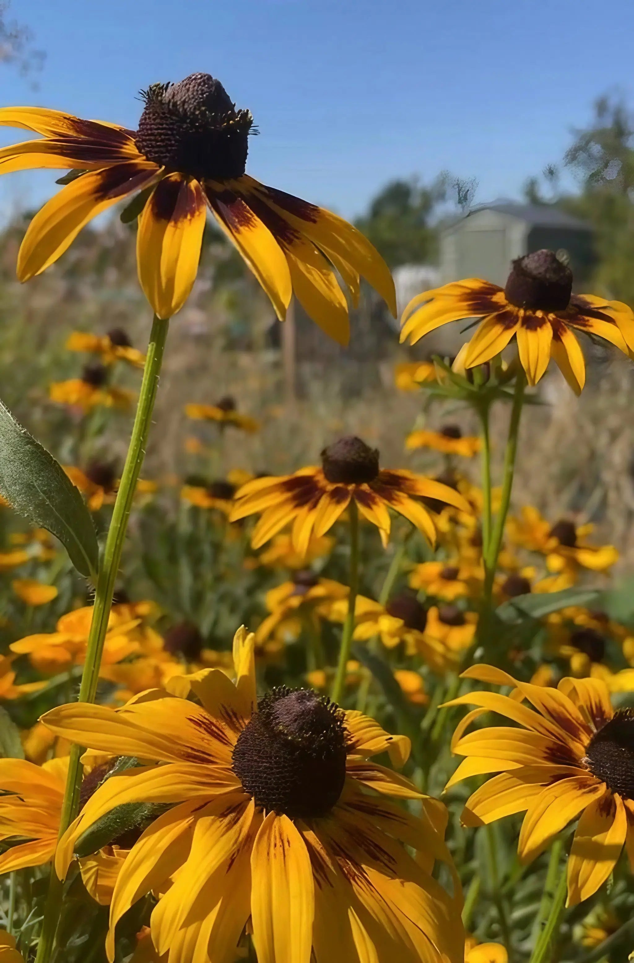 Rudbeckia Autumn Forest
