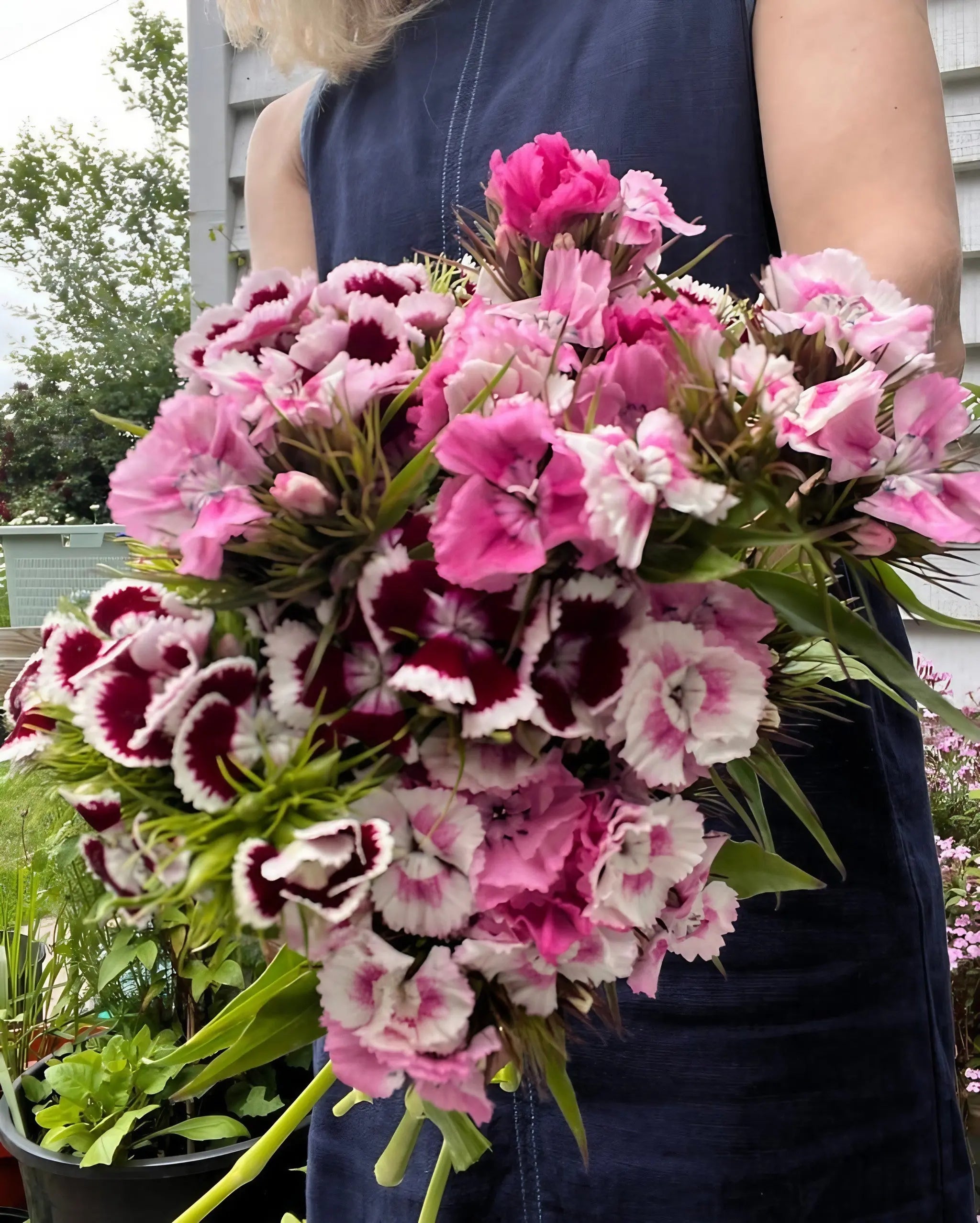 Sweet William Auricula Eyed Mixed