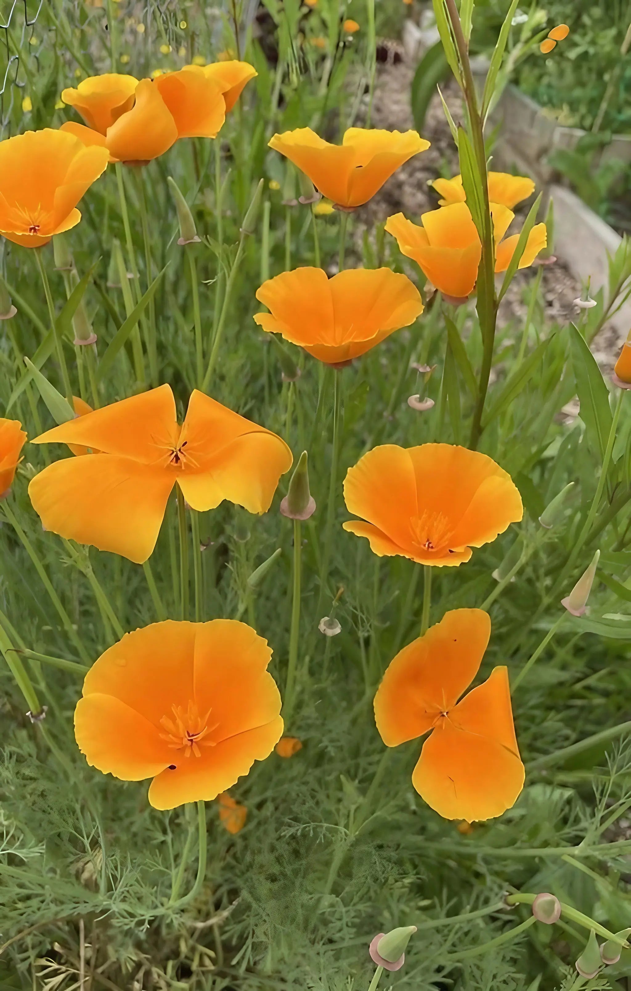 Poppy Californian Golden West
