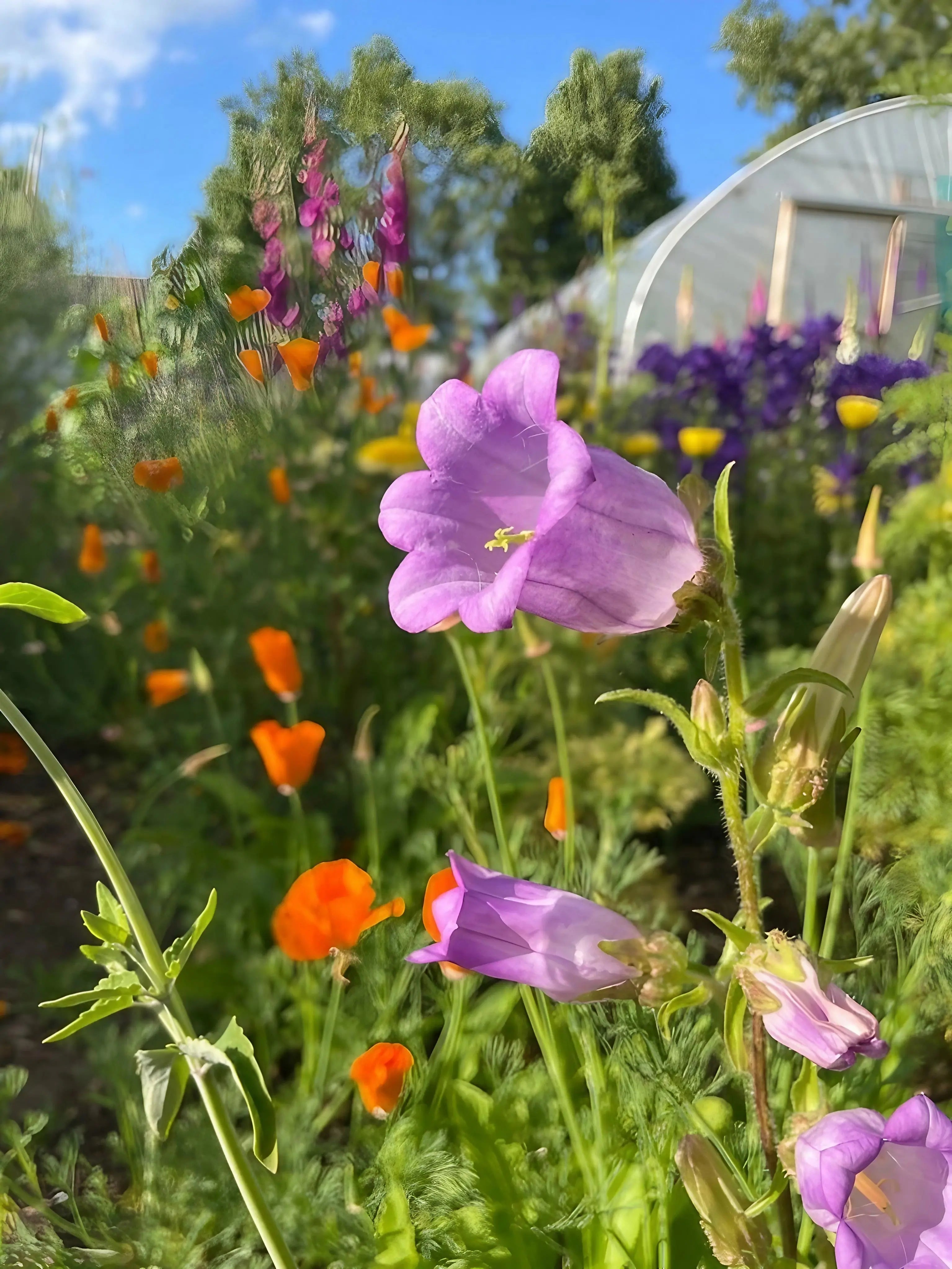 Canterbury Bells Crown Single Mixed - English Country Gardens