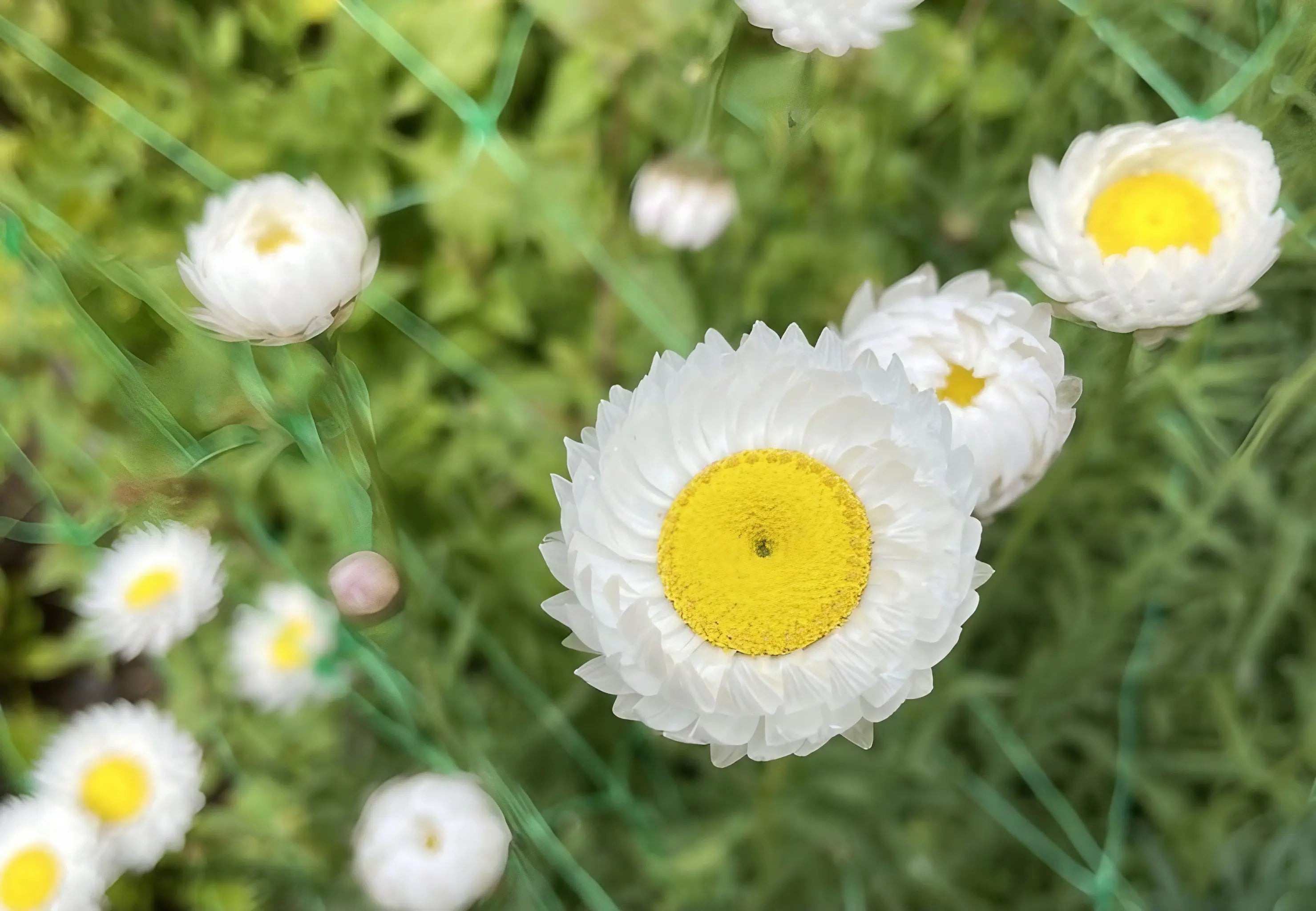 Strawflower Helipterum Roseum Mixed