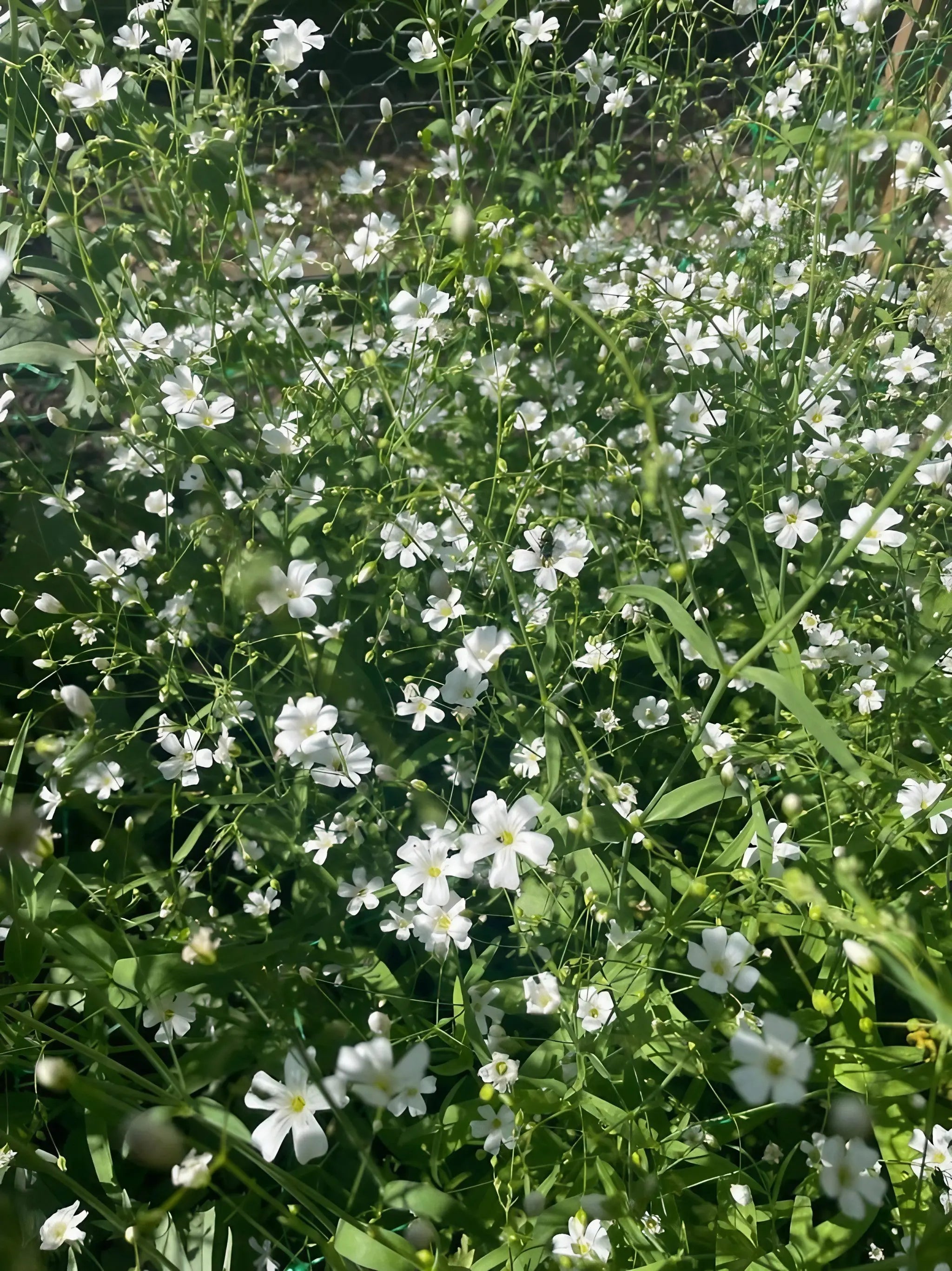 Gypsophila Covent Garden