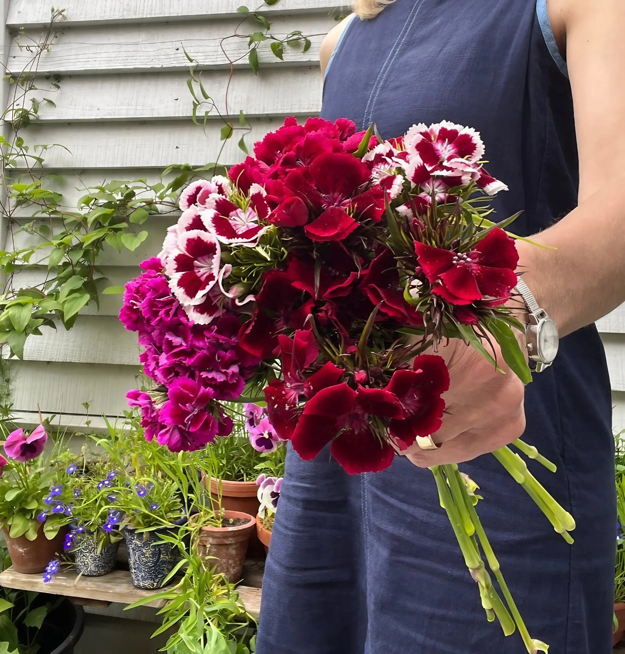 Sweet William Indian Carpet Mixed