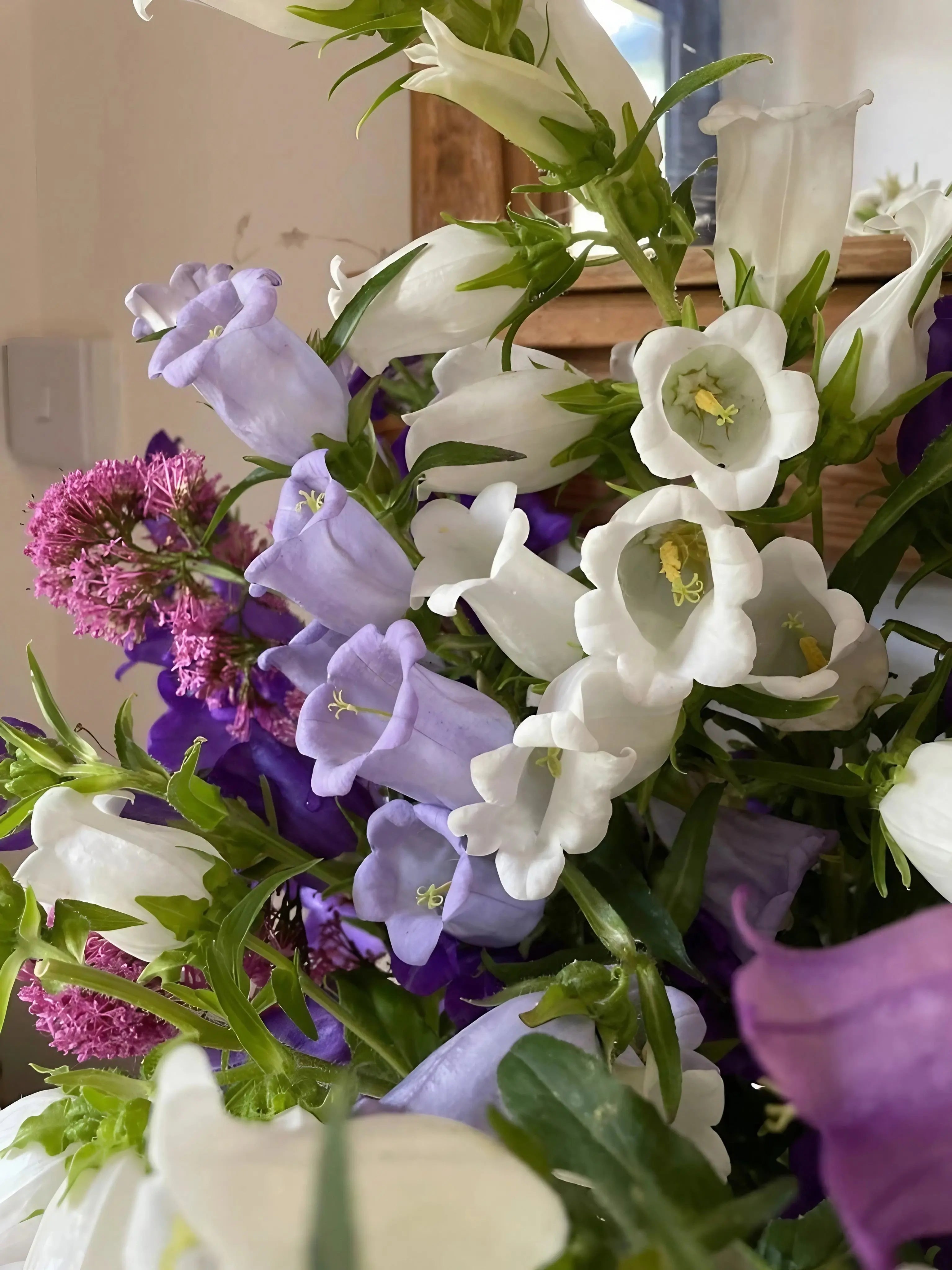 Canterbury Bells Crown Single Mixed - English Country Gardens