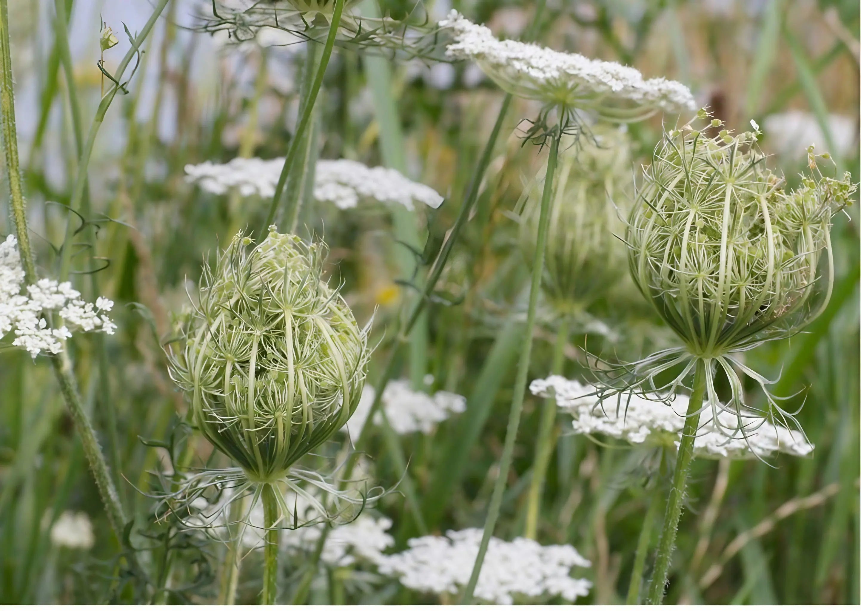 Daucus Carota (Wild Carrot) - English Country Gardens