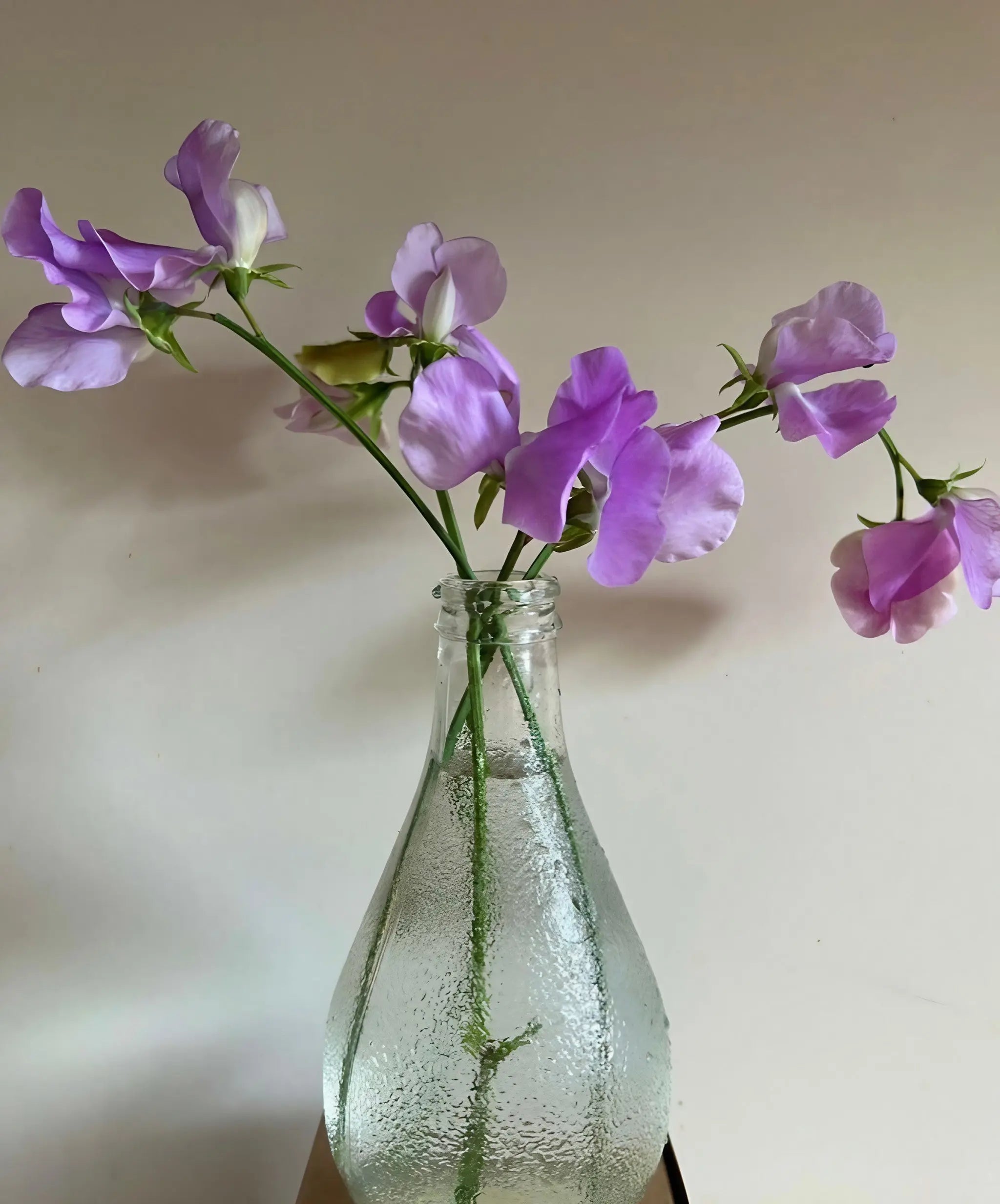 Sweet Pea Leamington