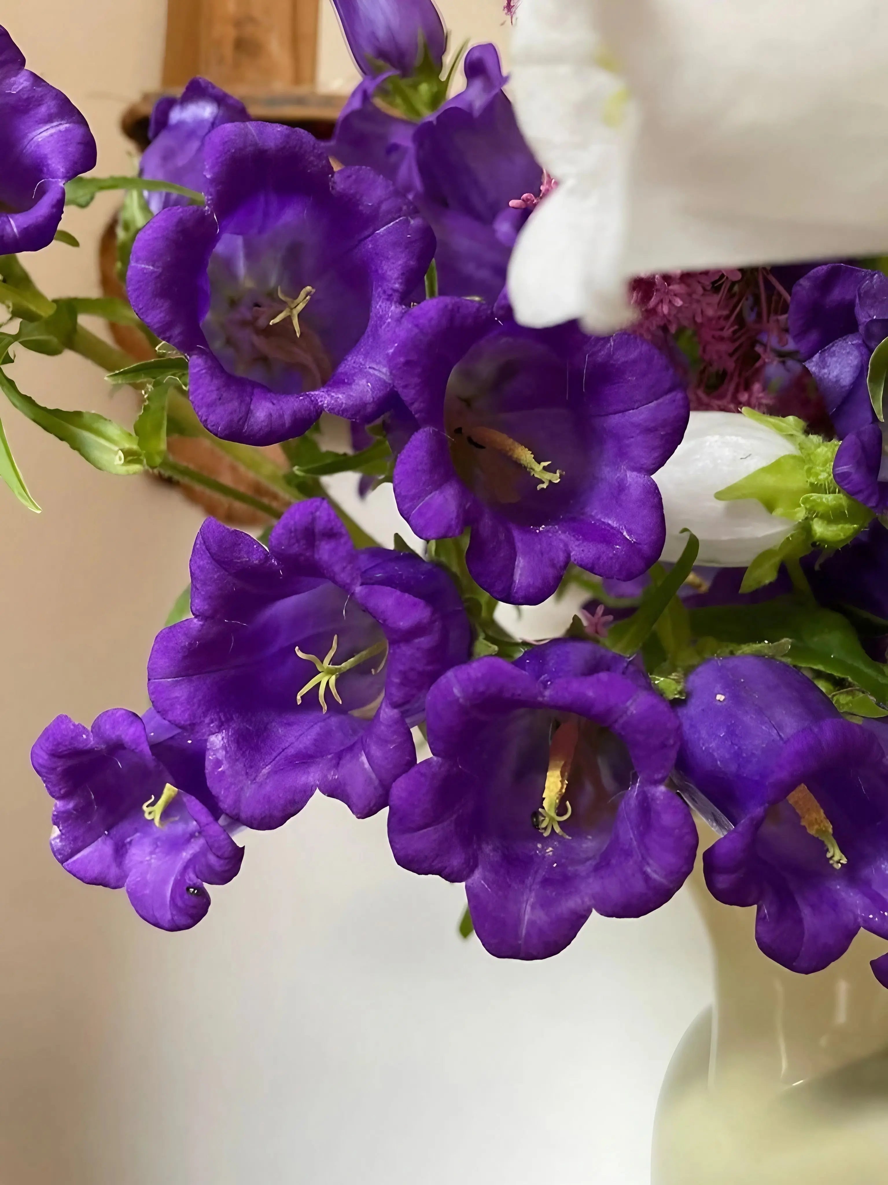 Canterbury Bells Crown Single Mixed