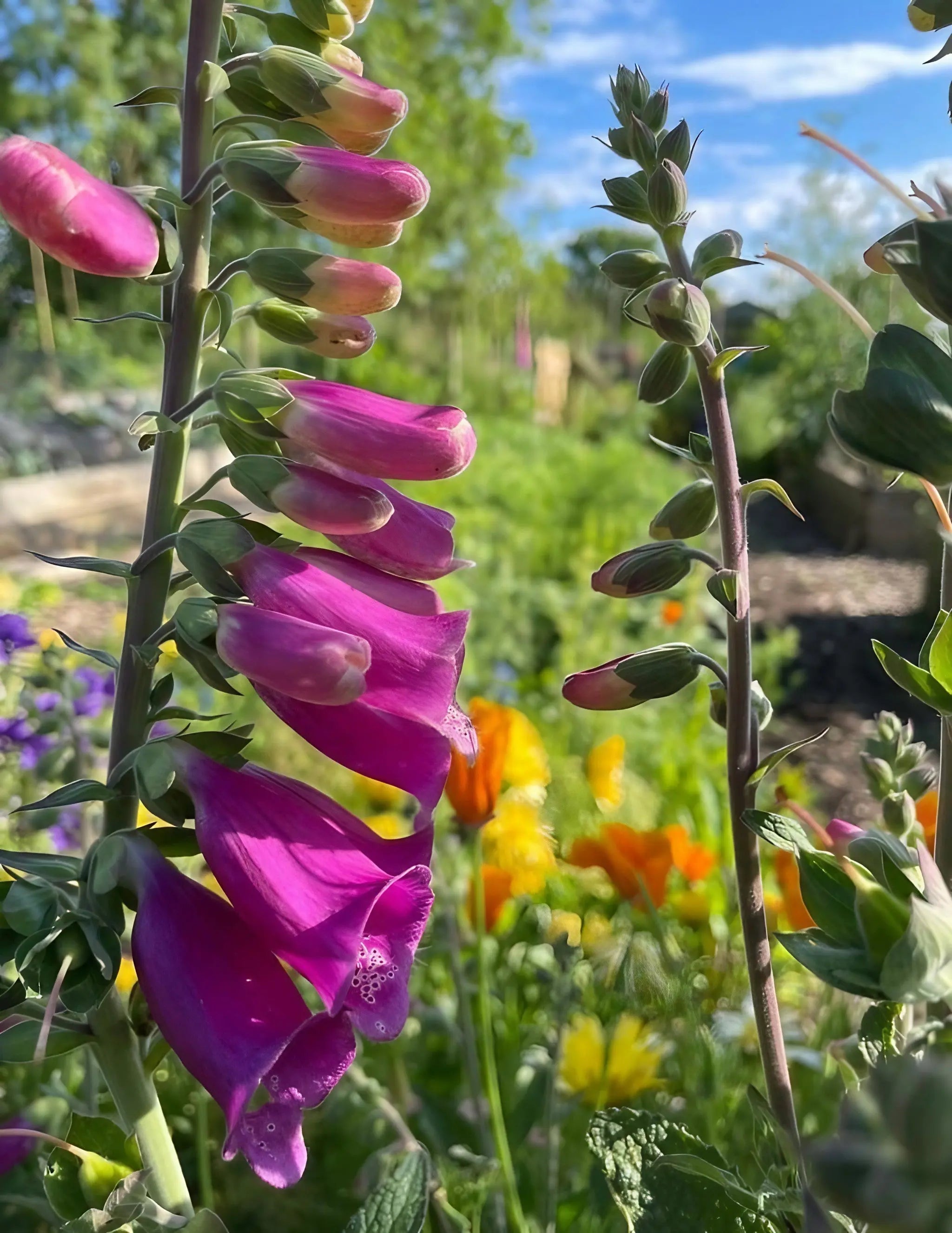 Foxglove Bishy Barnabee Mix