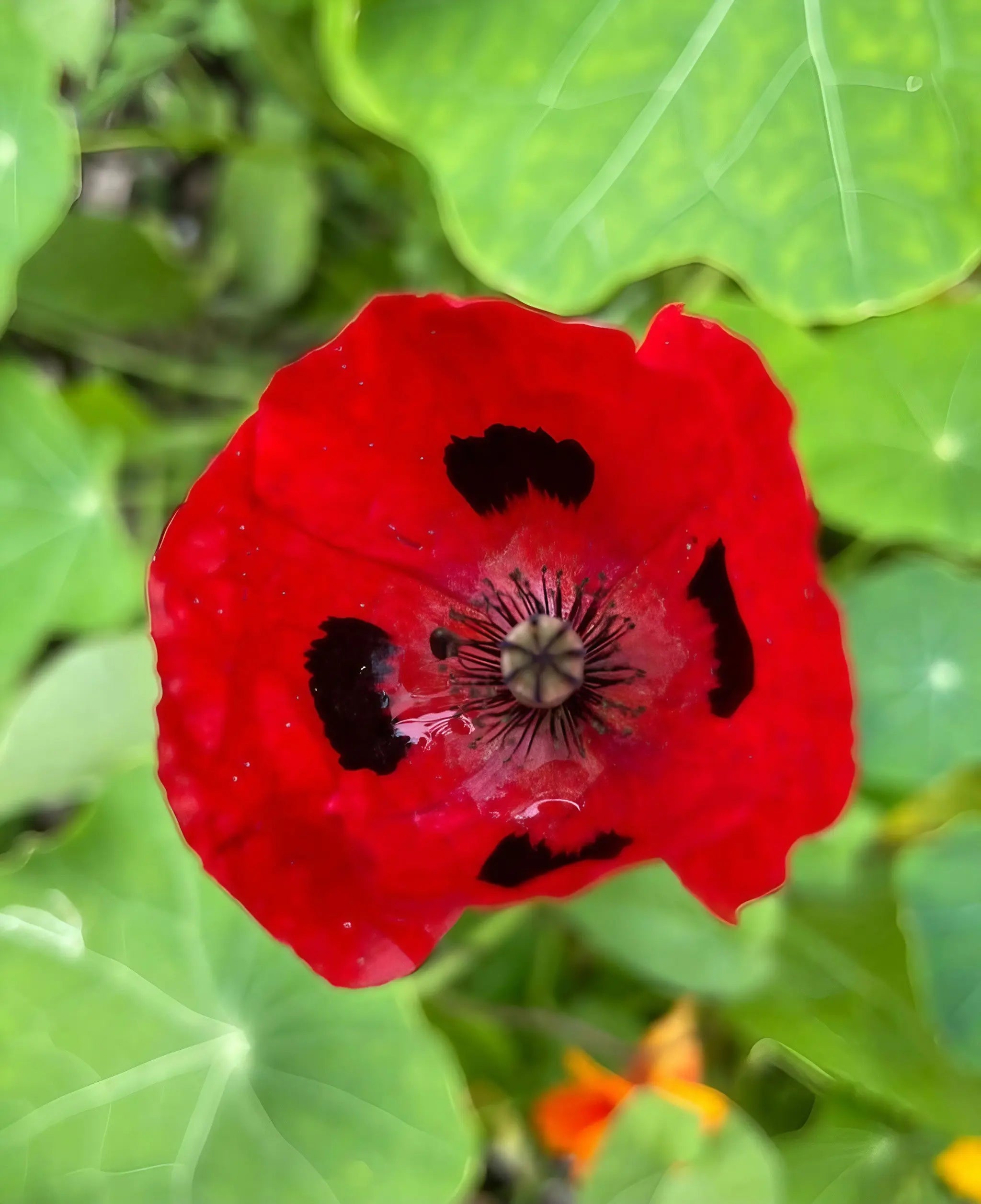 Poppy Ladybird