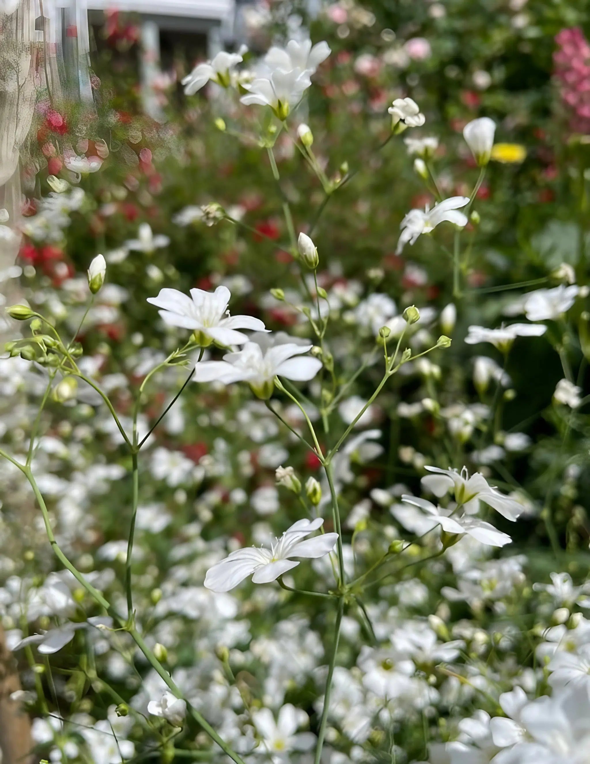 Gypsophila Covent Garden