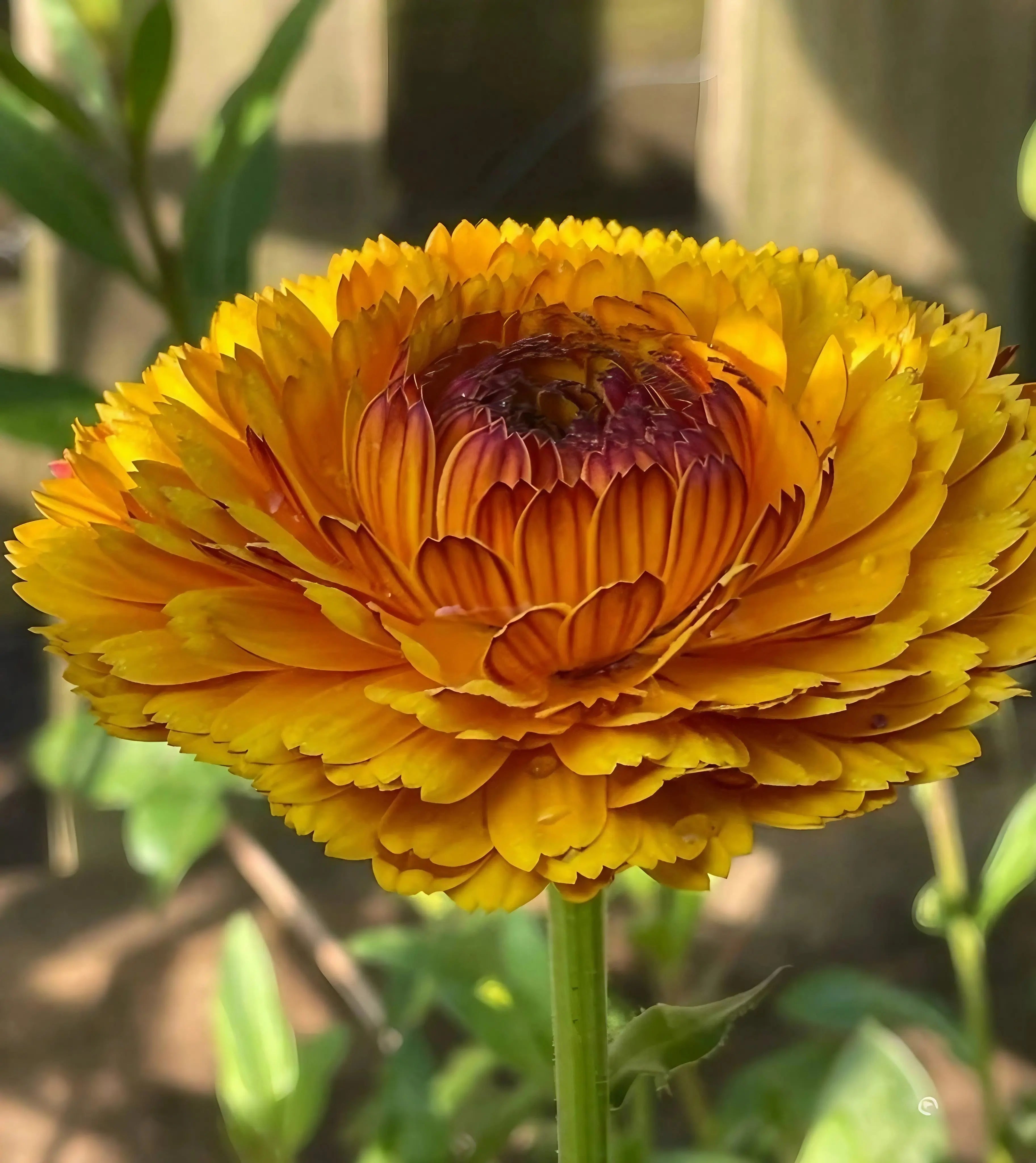 Calendula Touch of Red