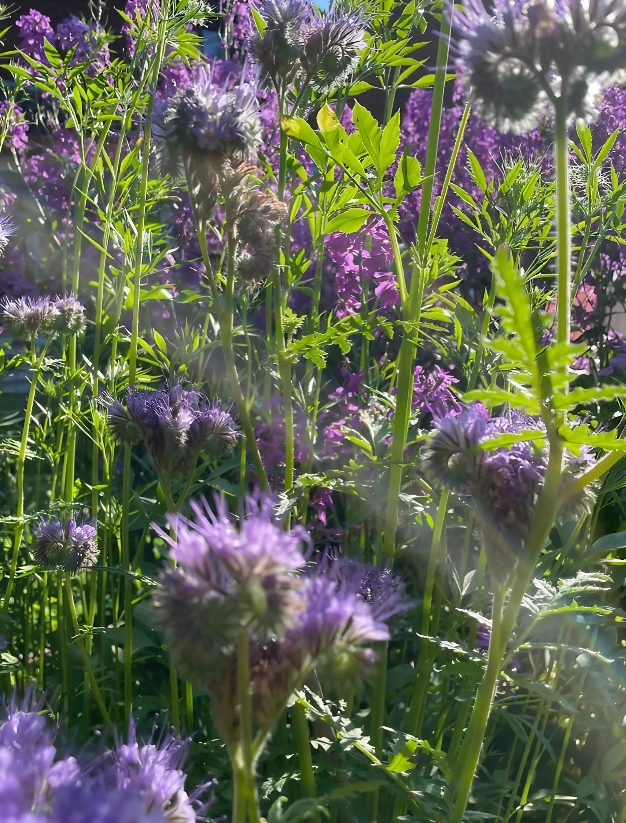 Phacelia