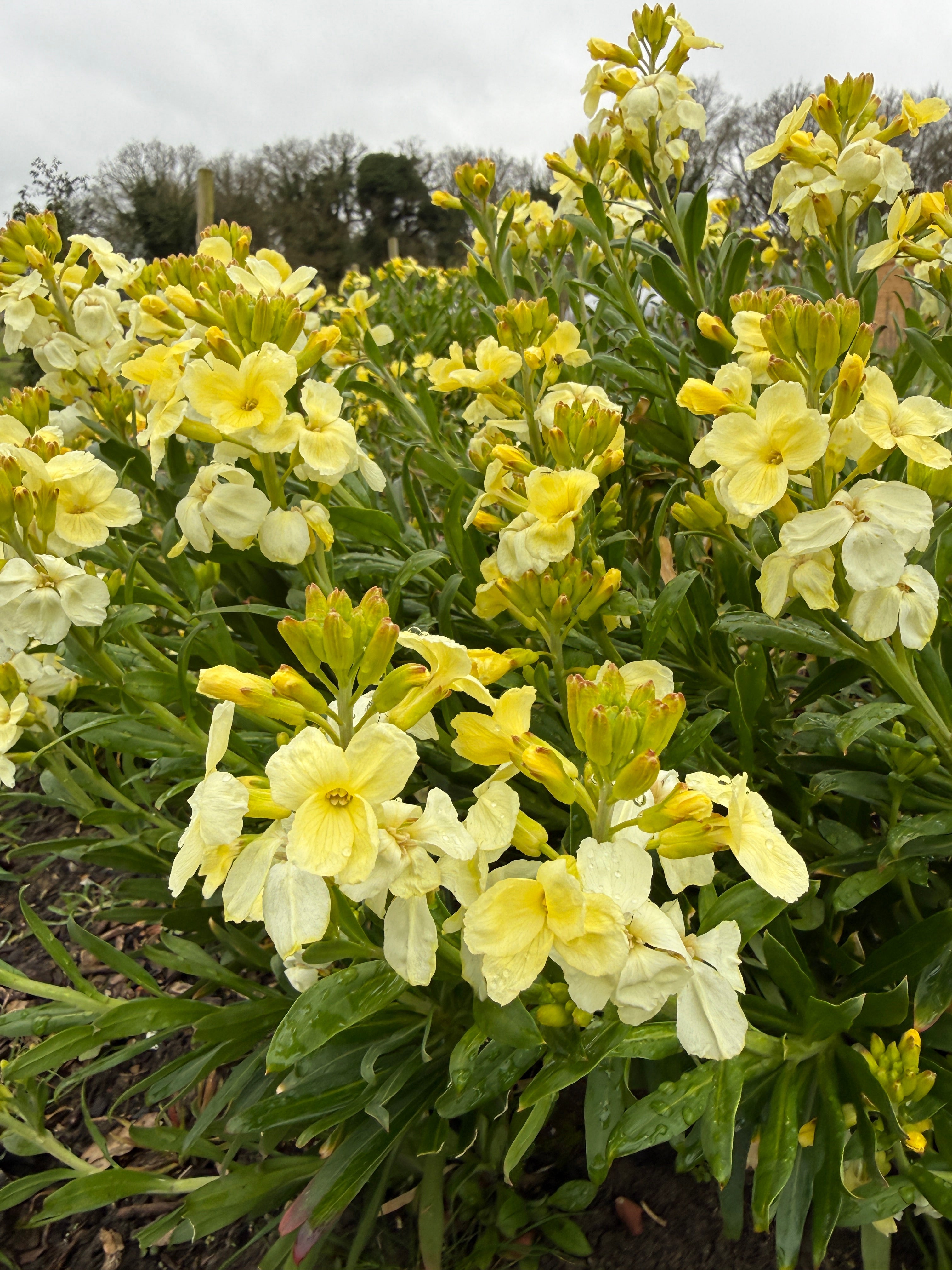 Wallflower Ivory White
