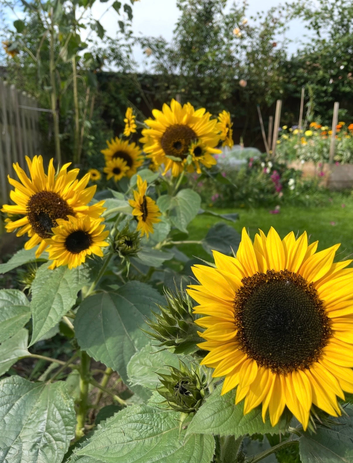Sunflower Waooh!