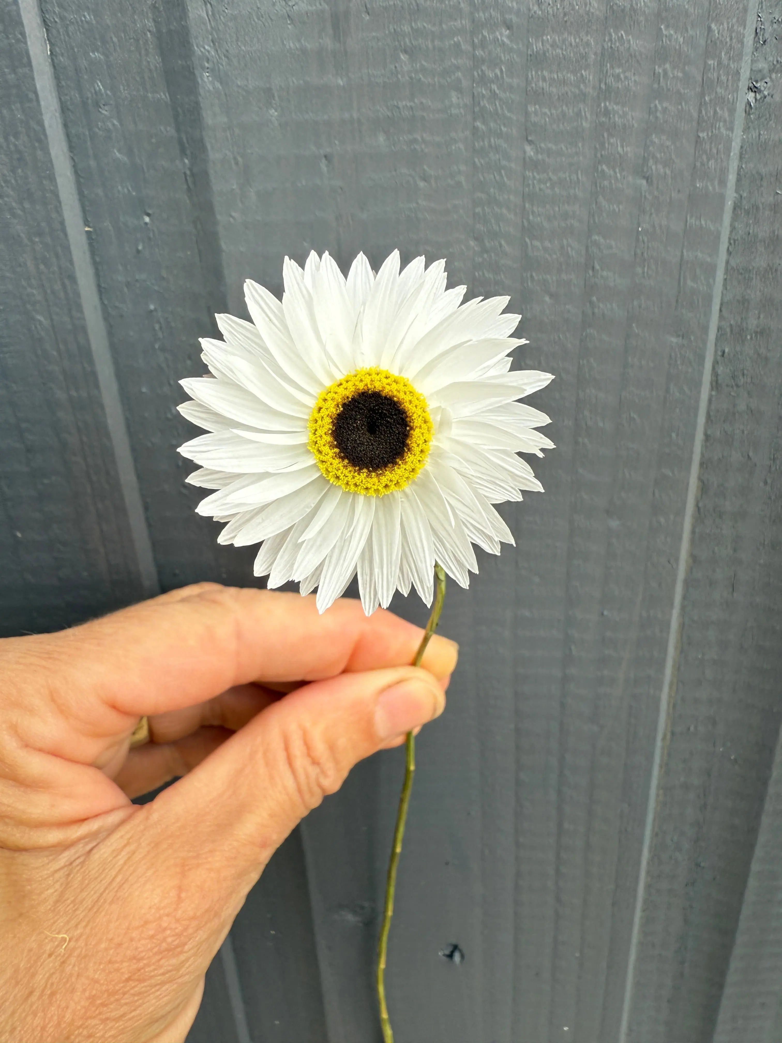 Acroclinium Strawflowers Dried - English Country Gardens