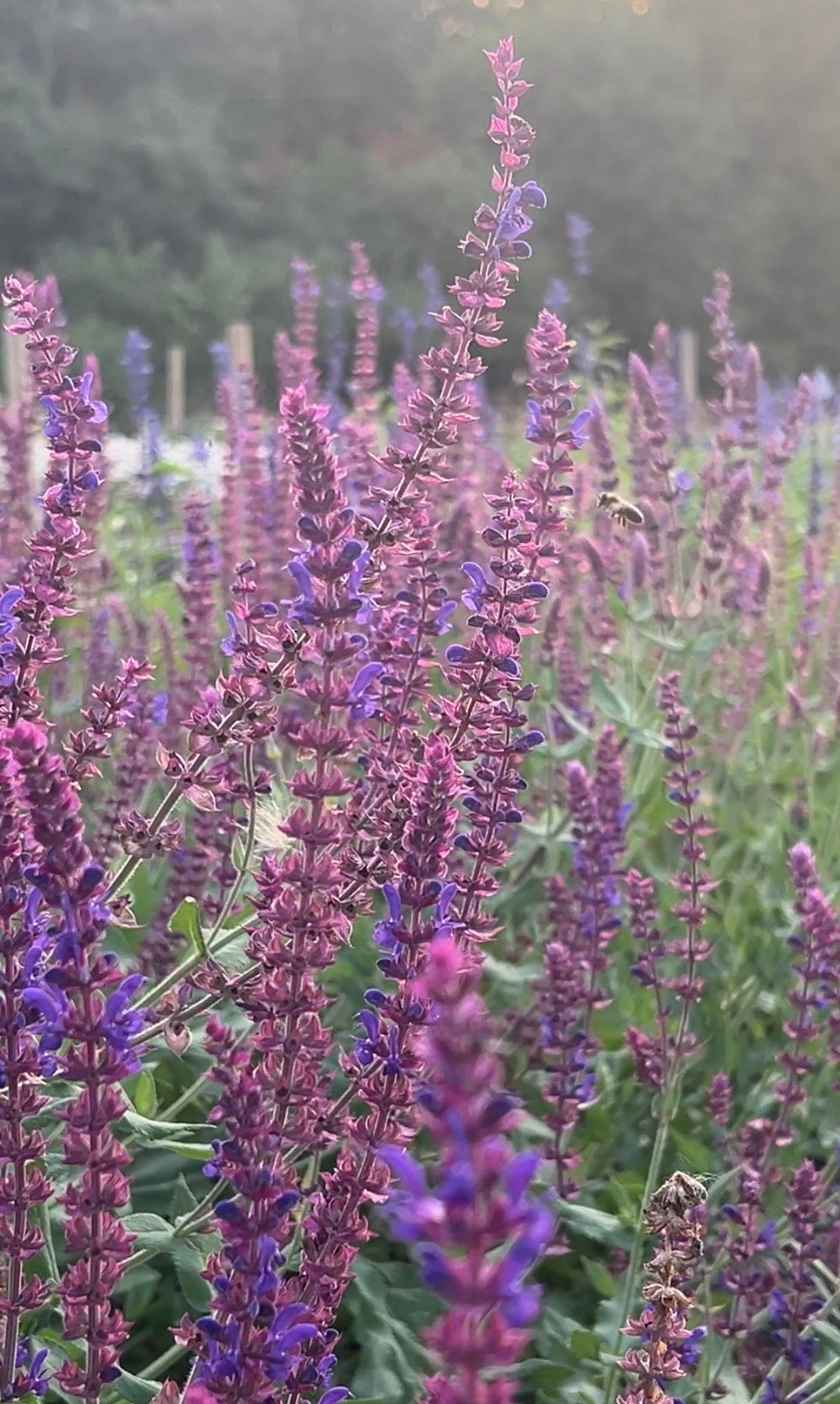 Salvia Violet Queen