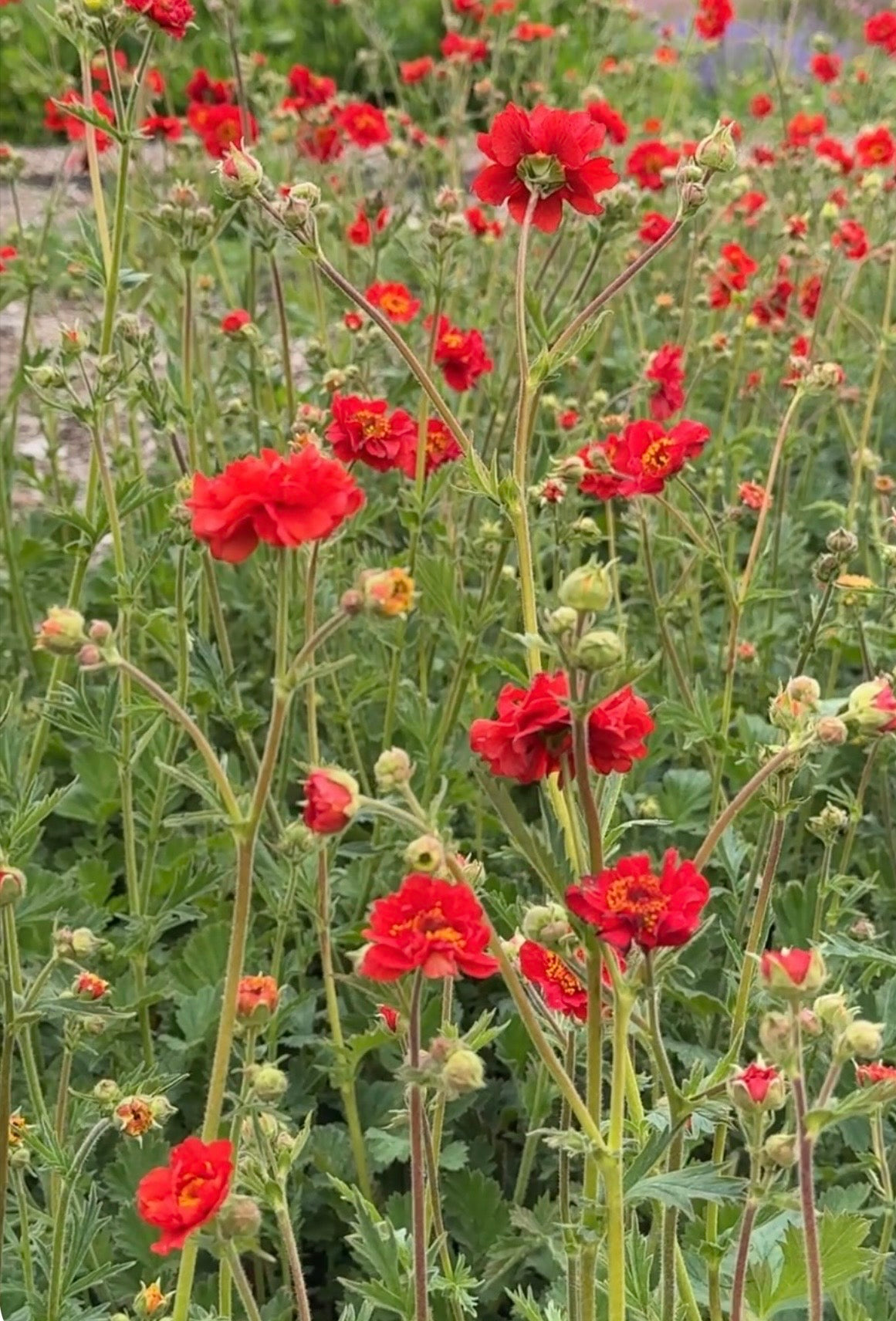 Geum Mrs Bradshaw