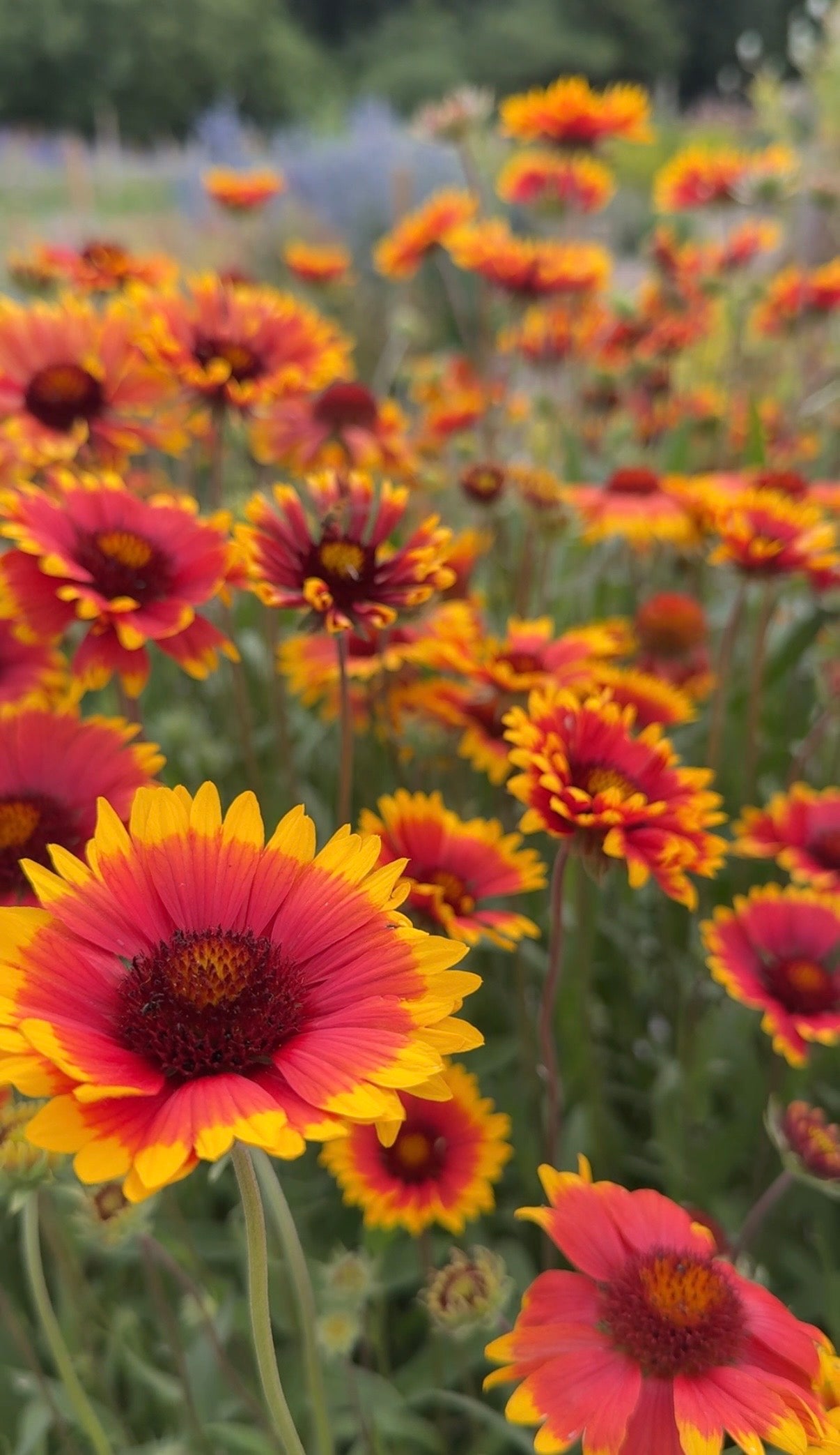 Gaillardia Aristata Bicolour Goblin