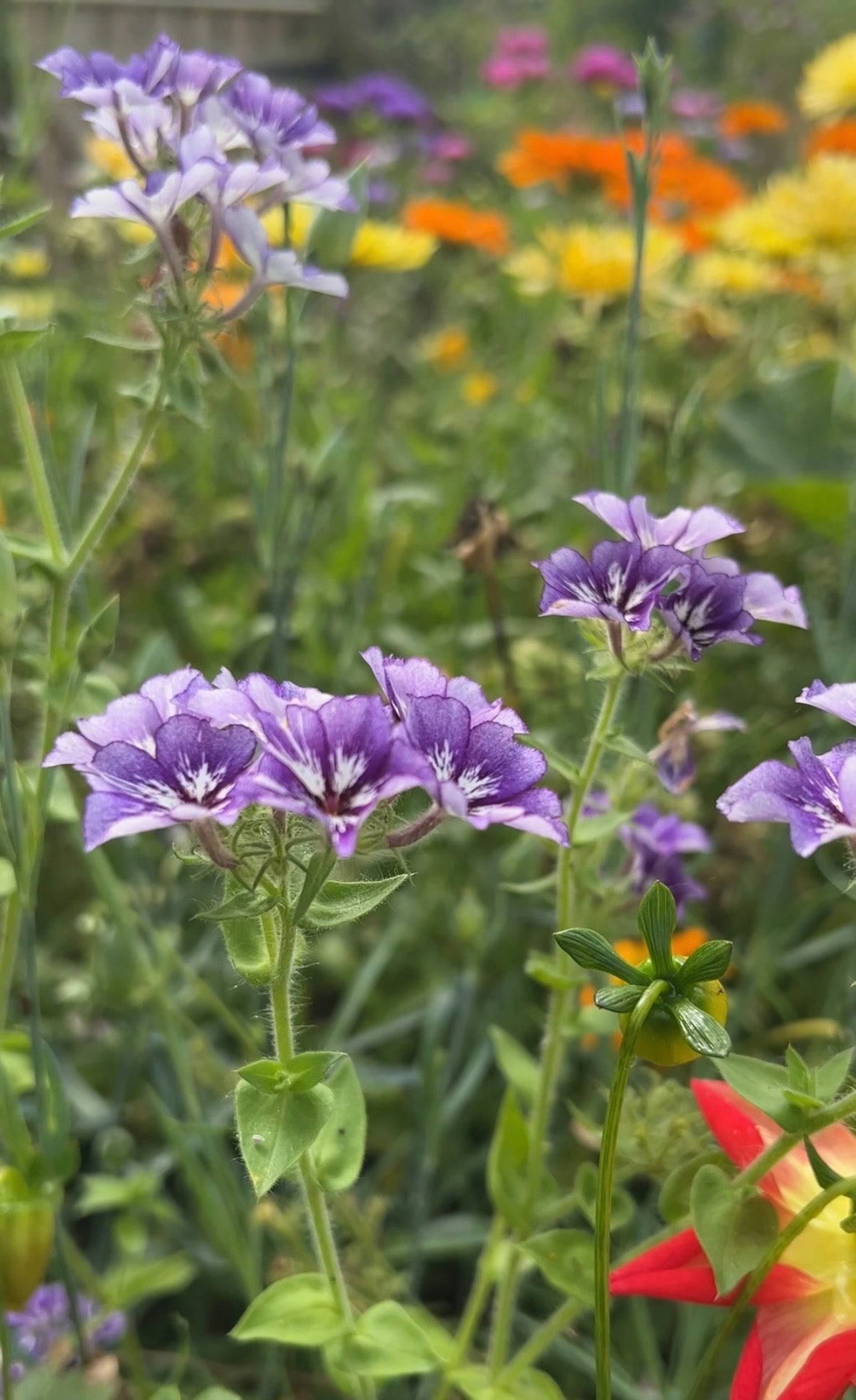 Phlox Sugar Stars