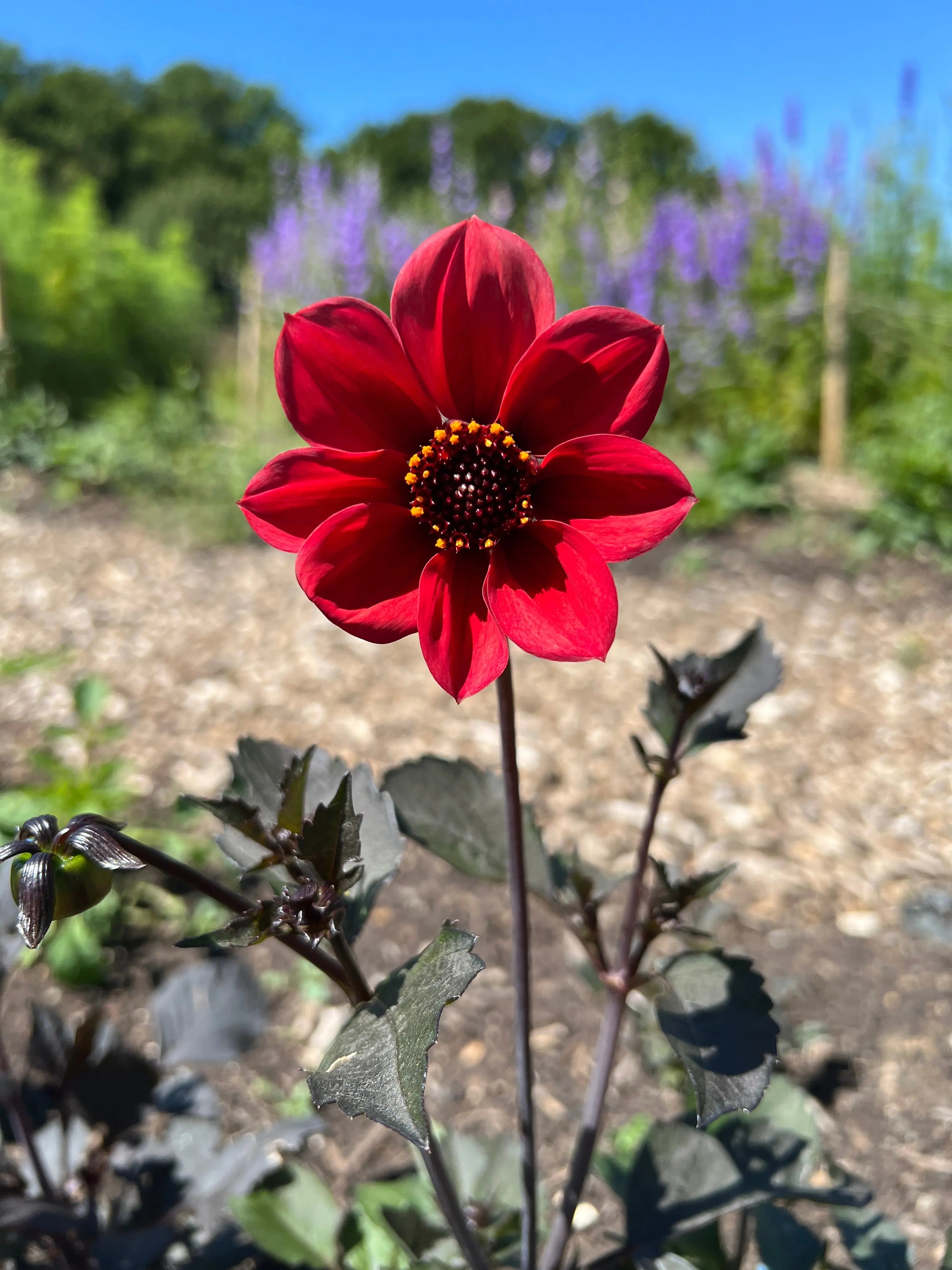 Dahlia Bishops Children Mix