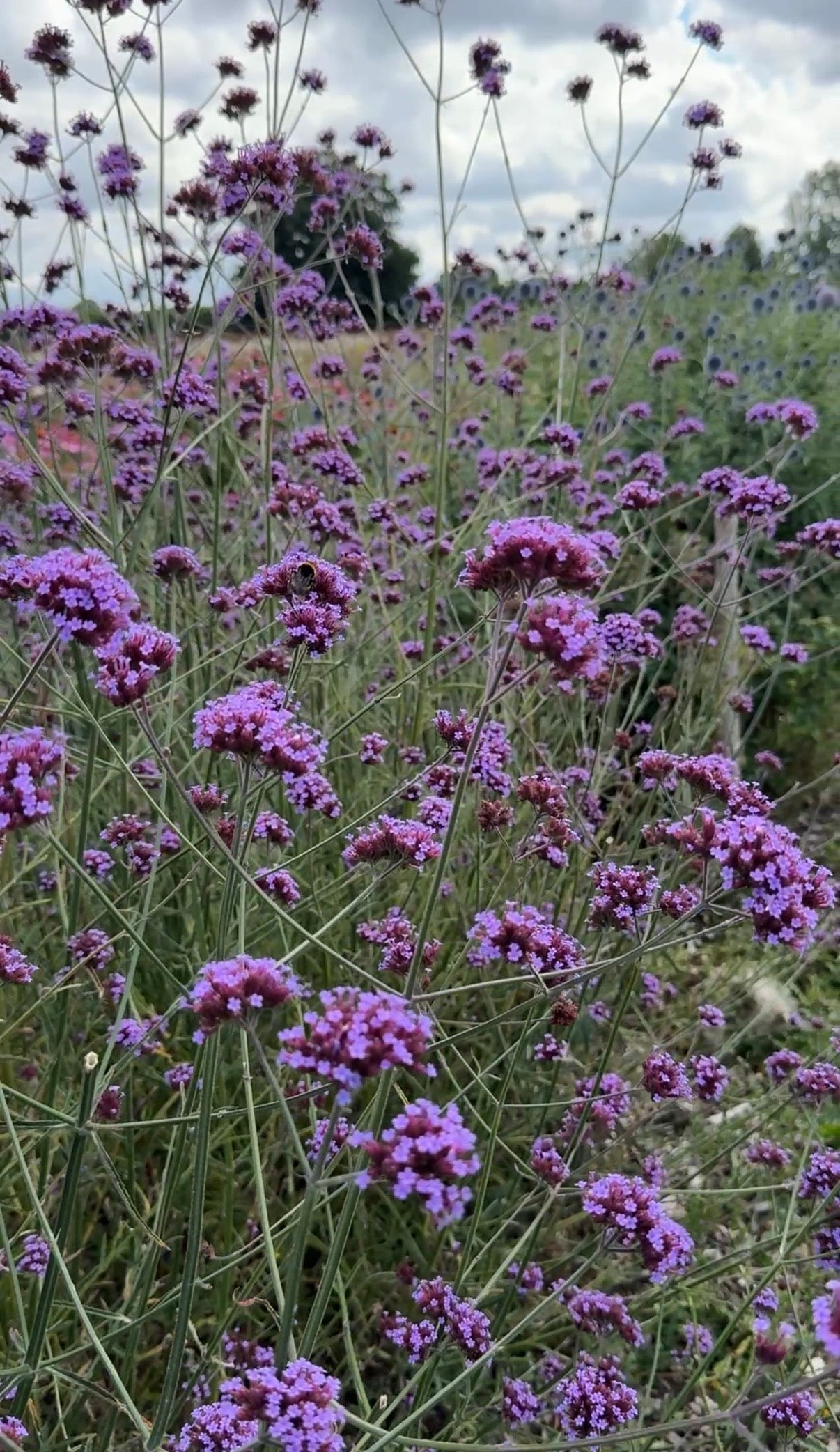 Verbena bonariensis