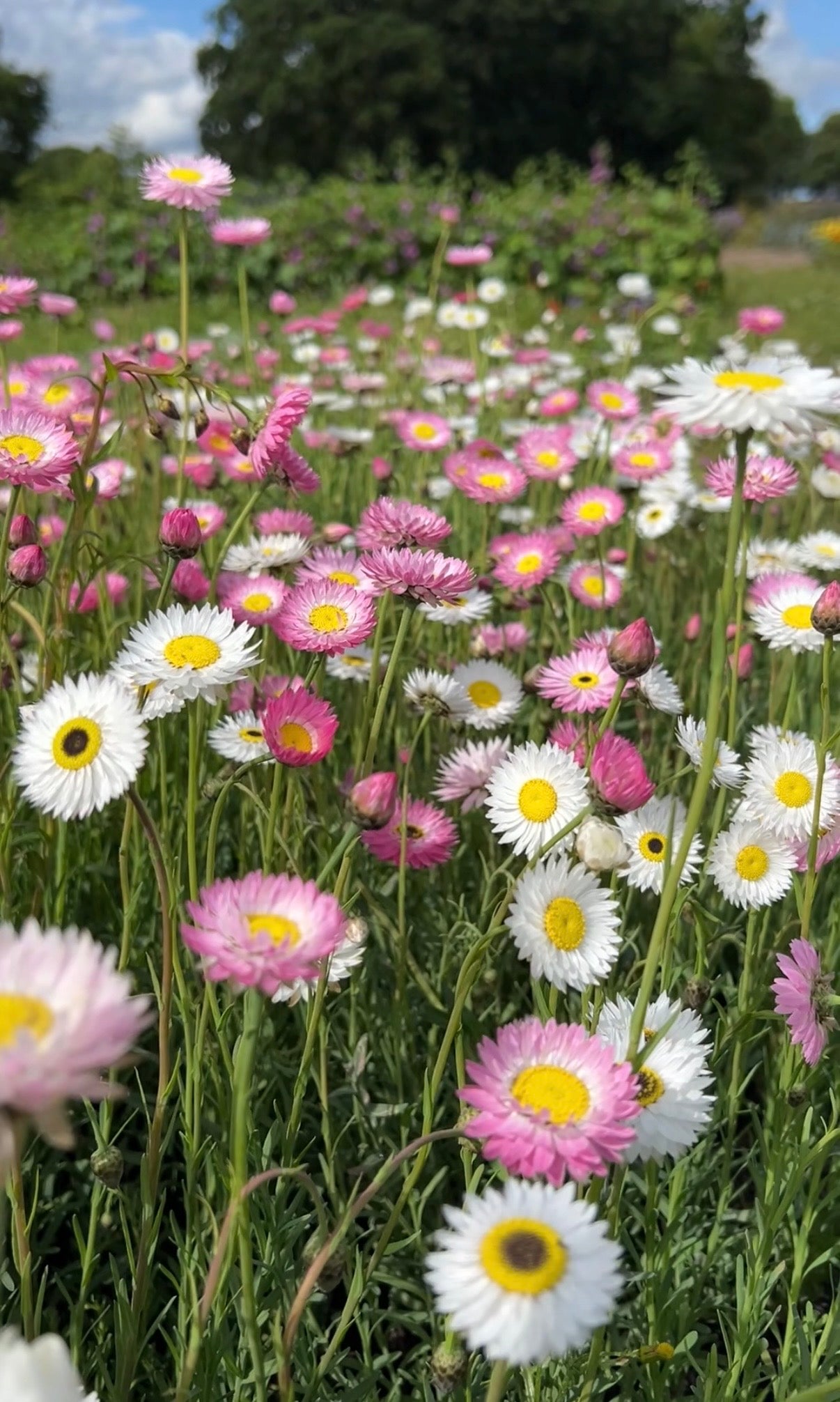 Strawflower Helipterum Roseum Mixed