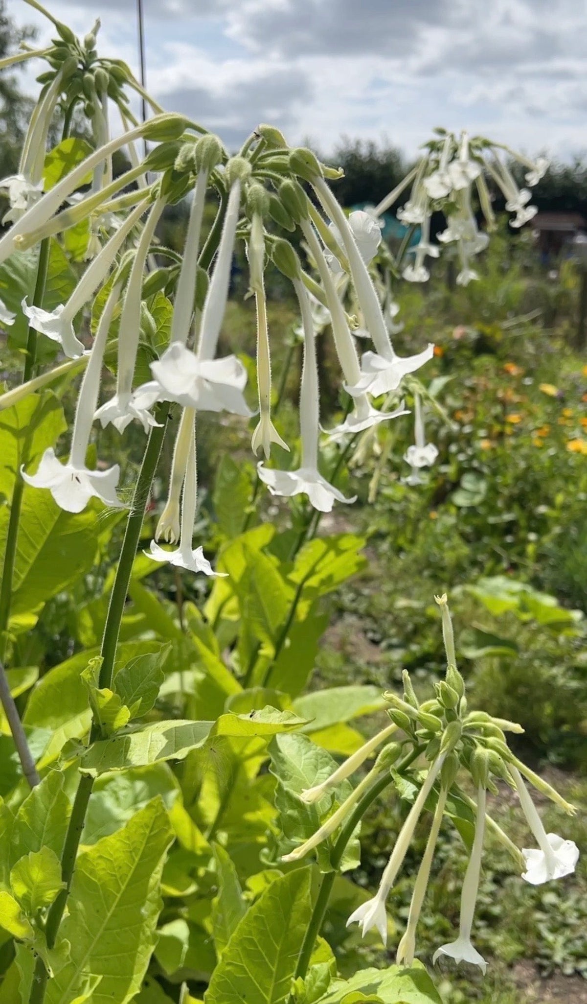 Nicotiana White Trumpets - English Country Gardens