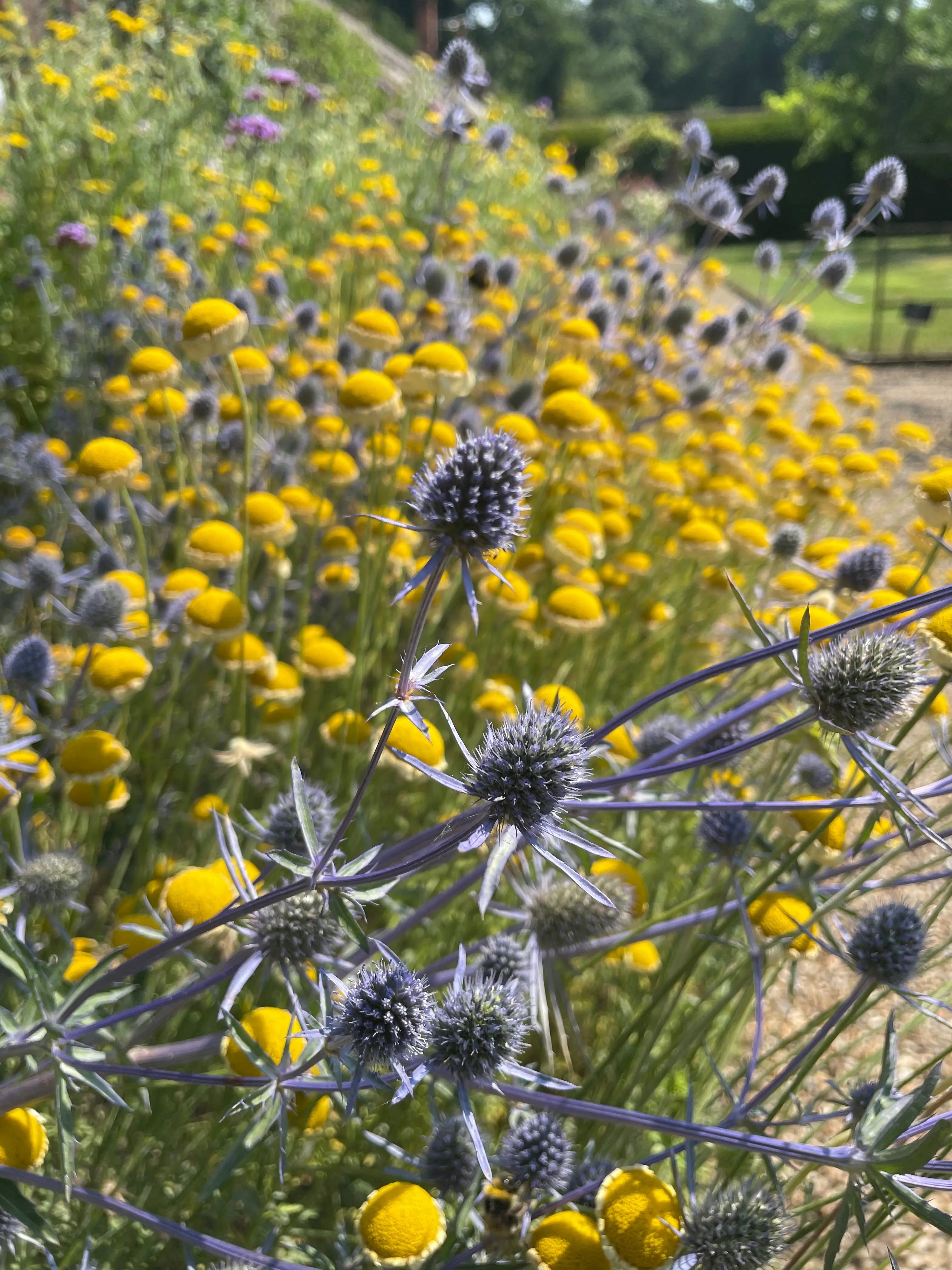 Eryngium (Sea Holly)