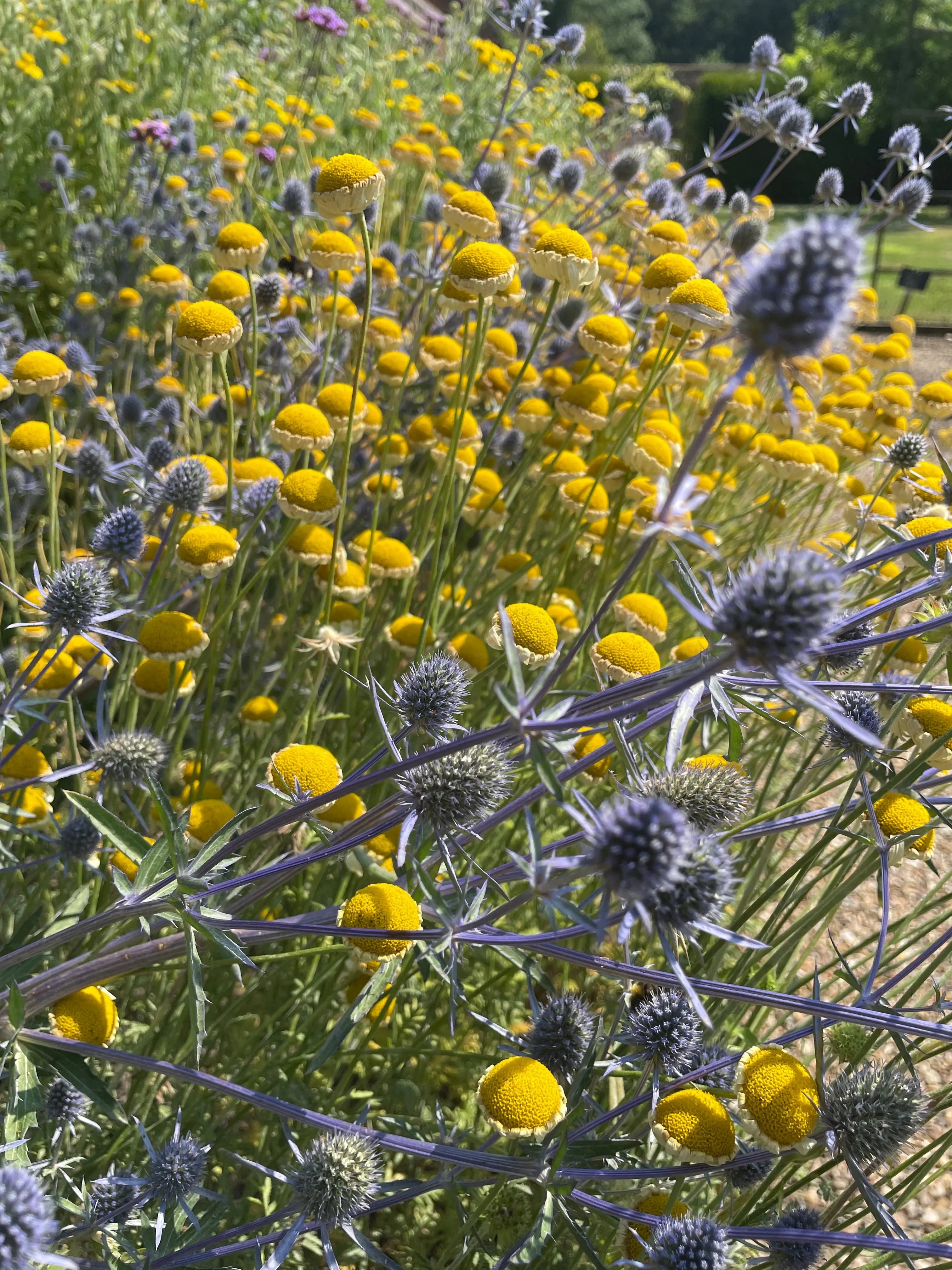 Eryngium (Sea Holly)