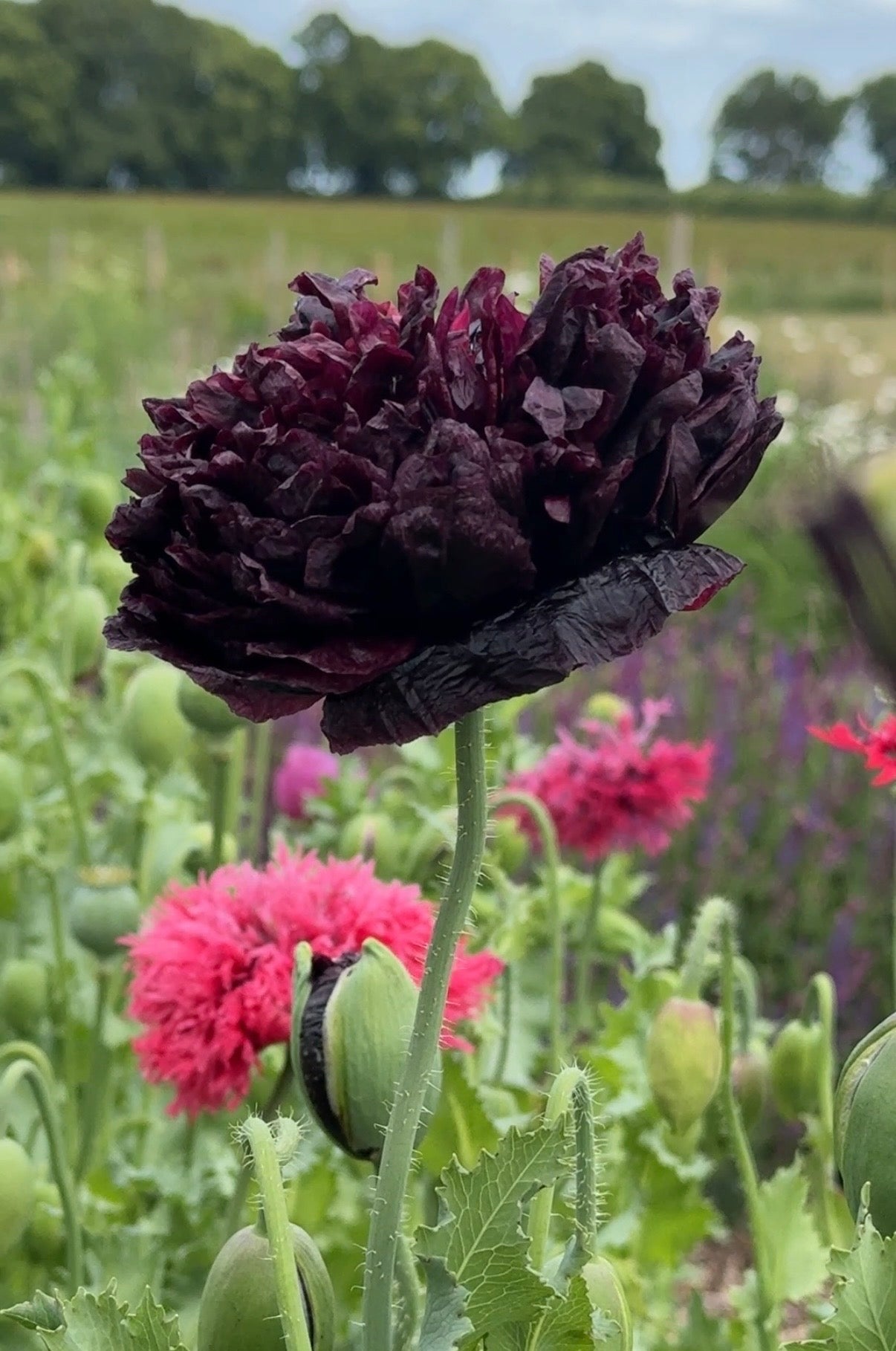 Poppy Black Peony - English Country Gardens