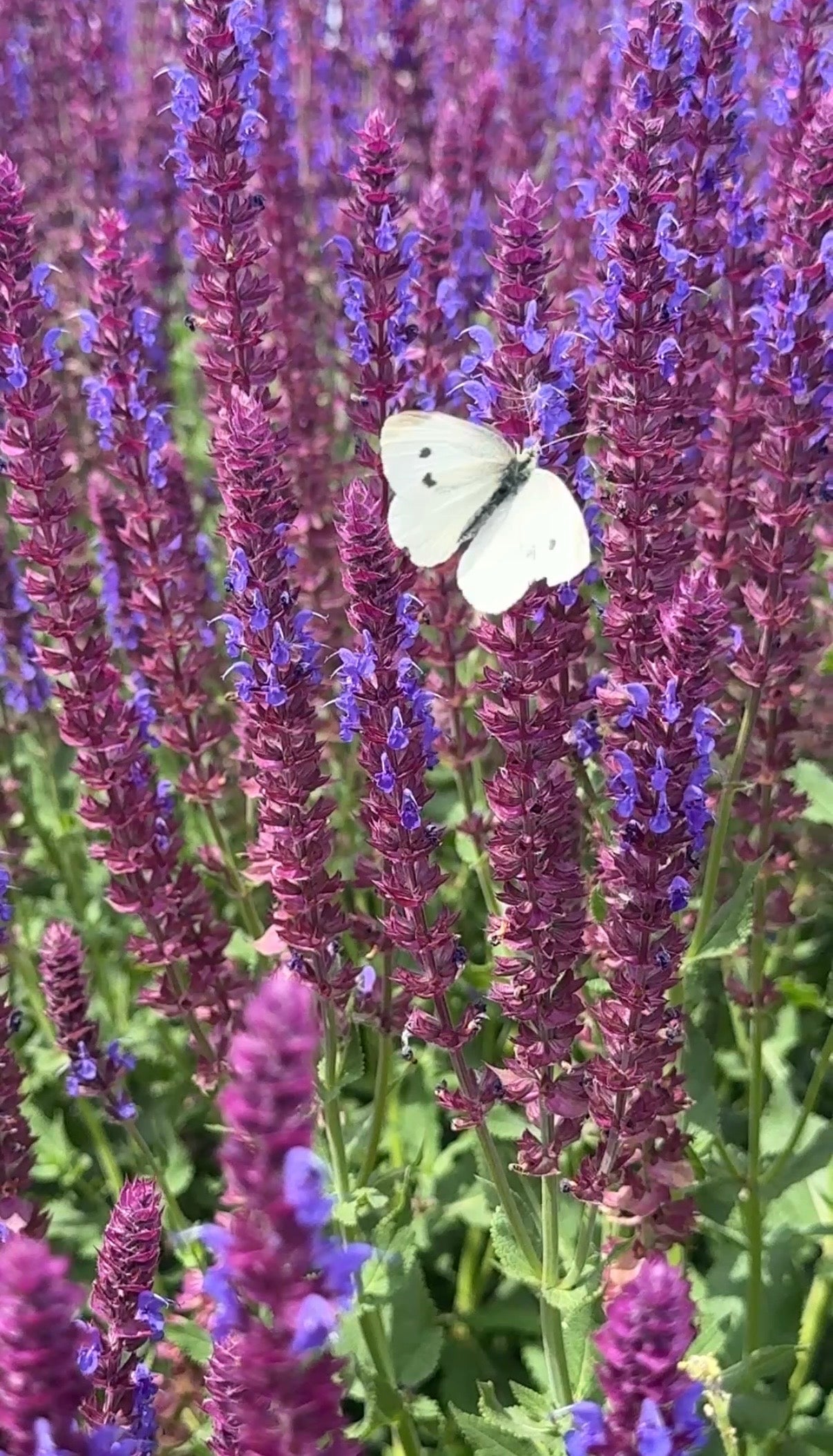 Salvia Violet Queen