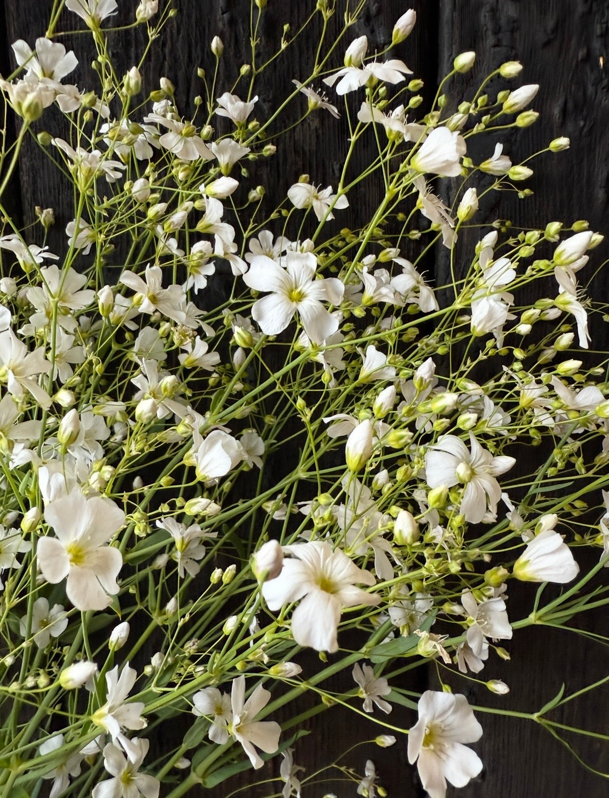 Gypsophila Covent Garden