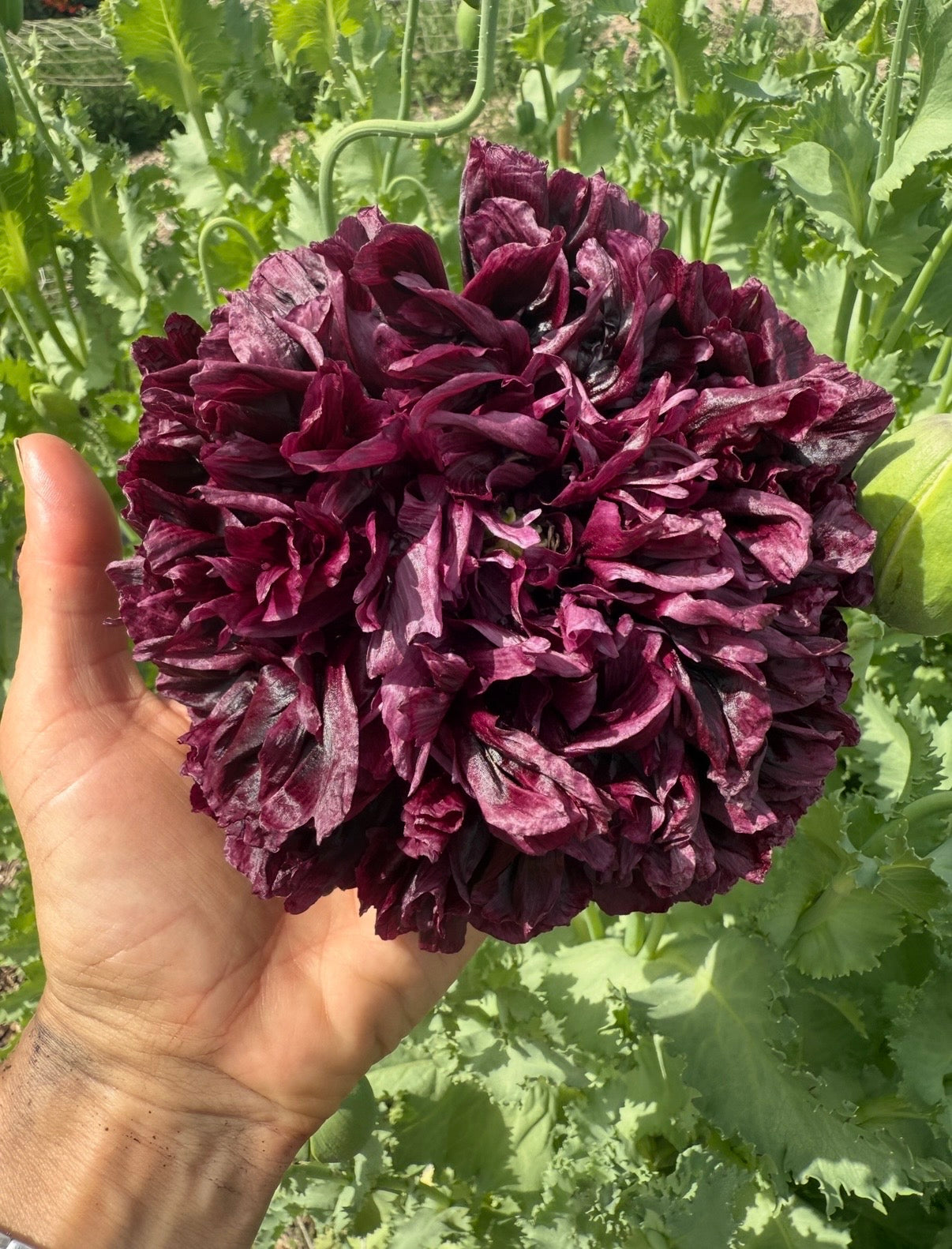 Poppy Black Peony - English Country Gardens