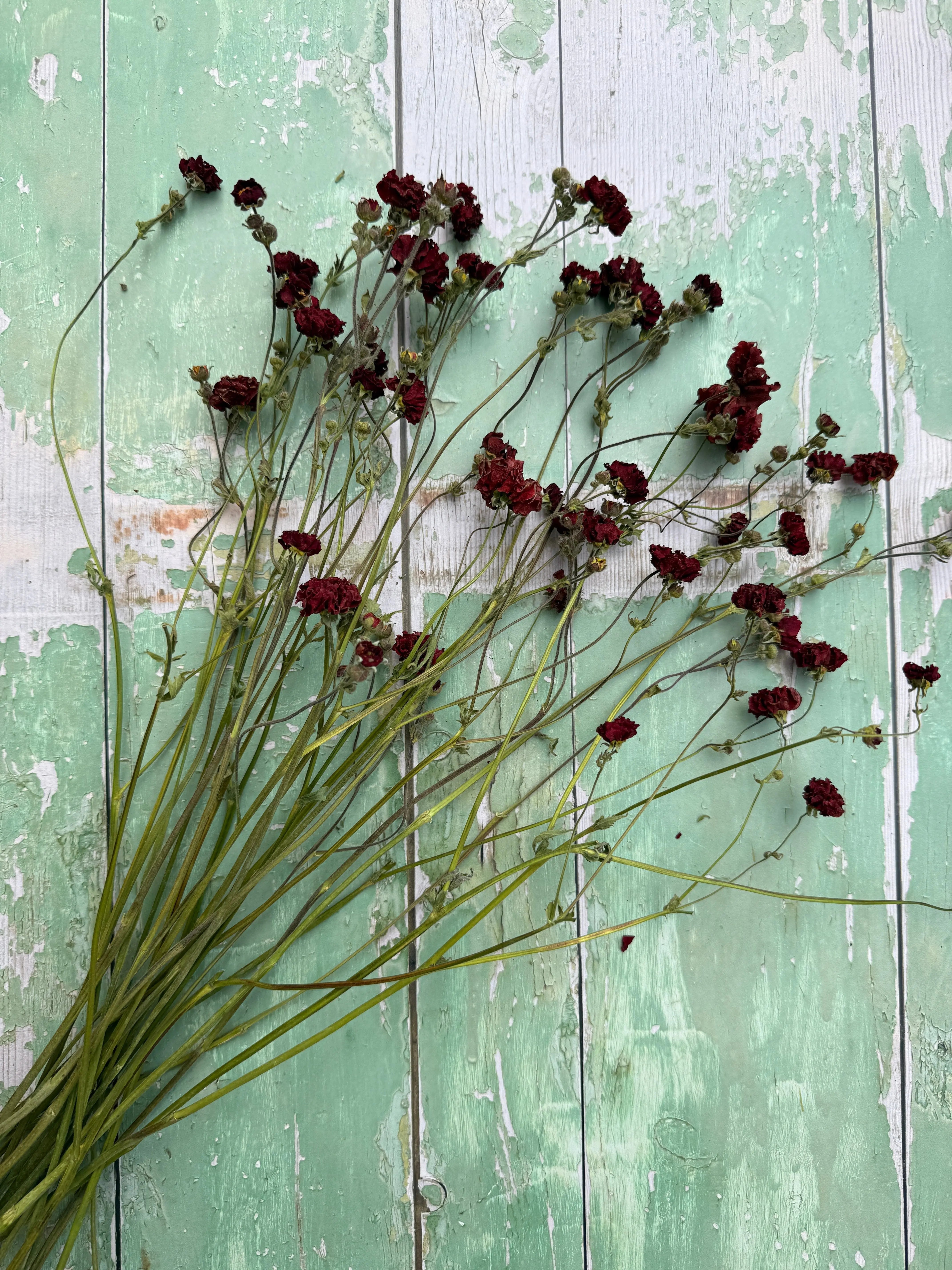 Geums Dried - English Country Gardens