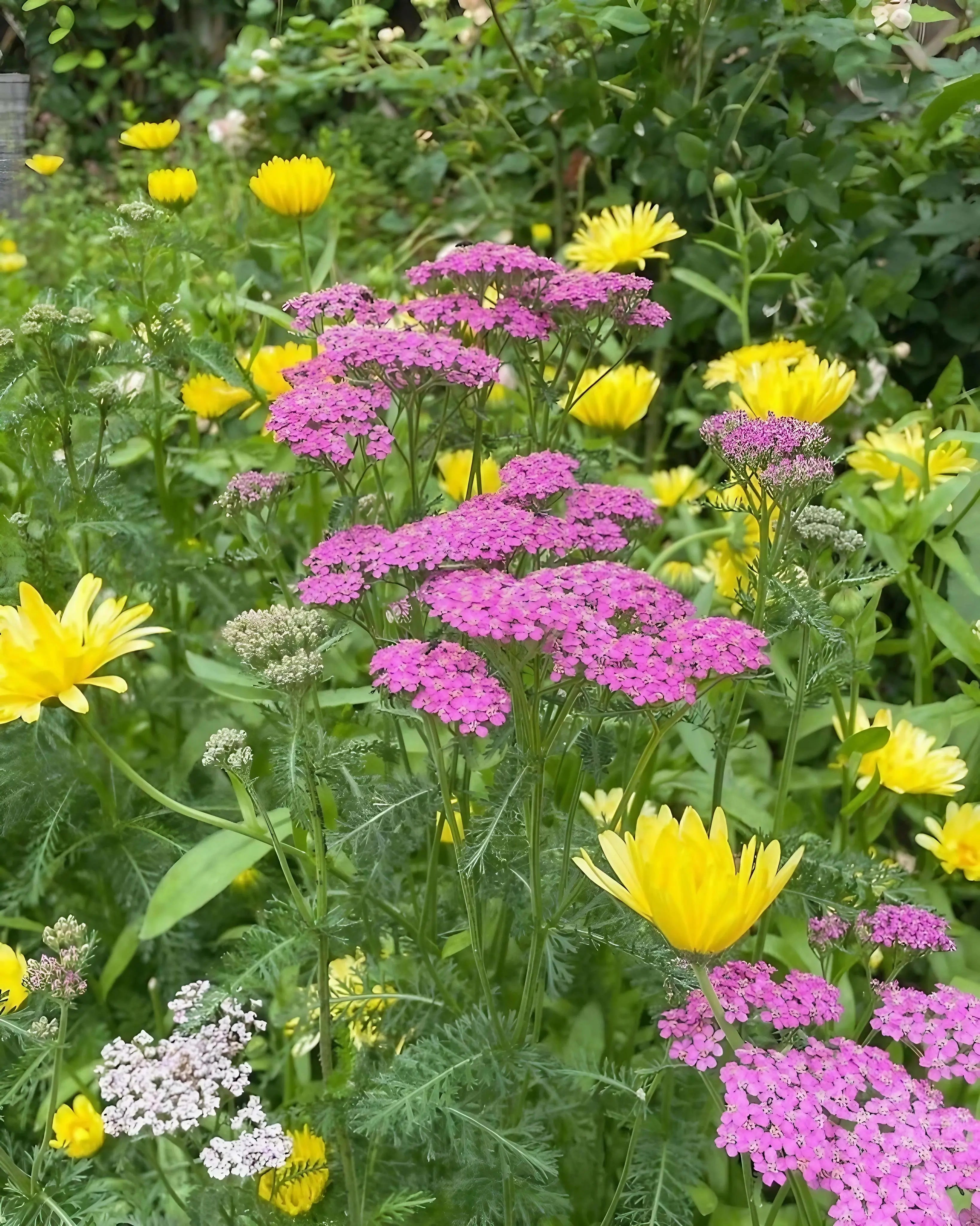 Achillea Cerise Queen