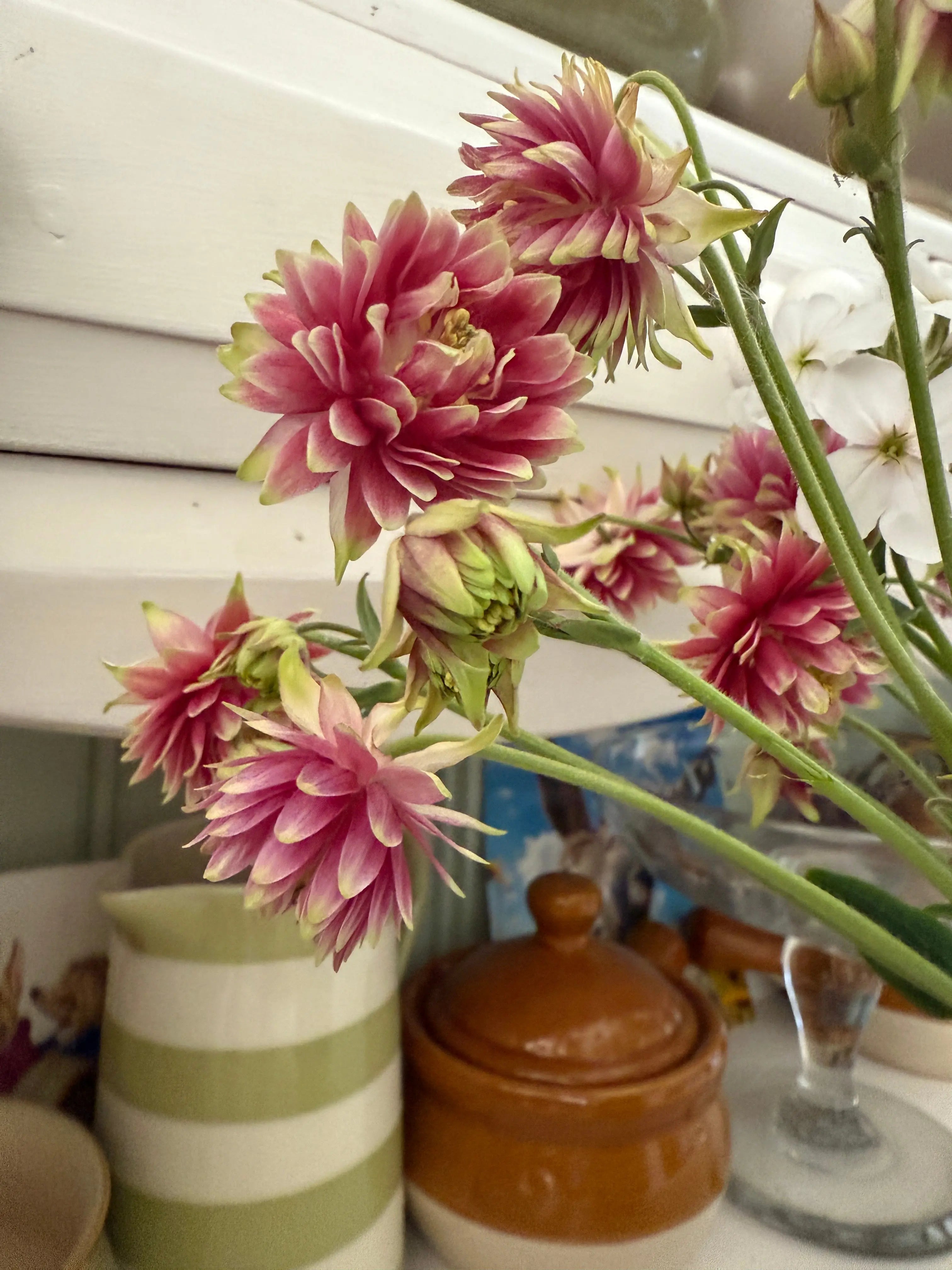 Aquilegia Nora Barlow