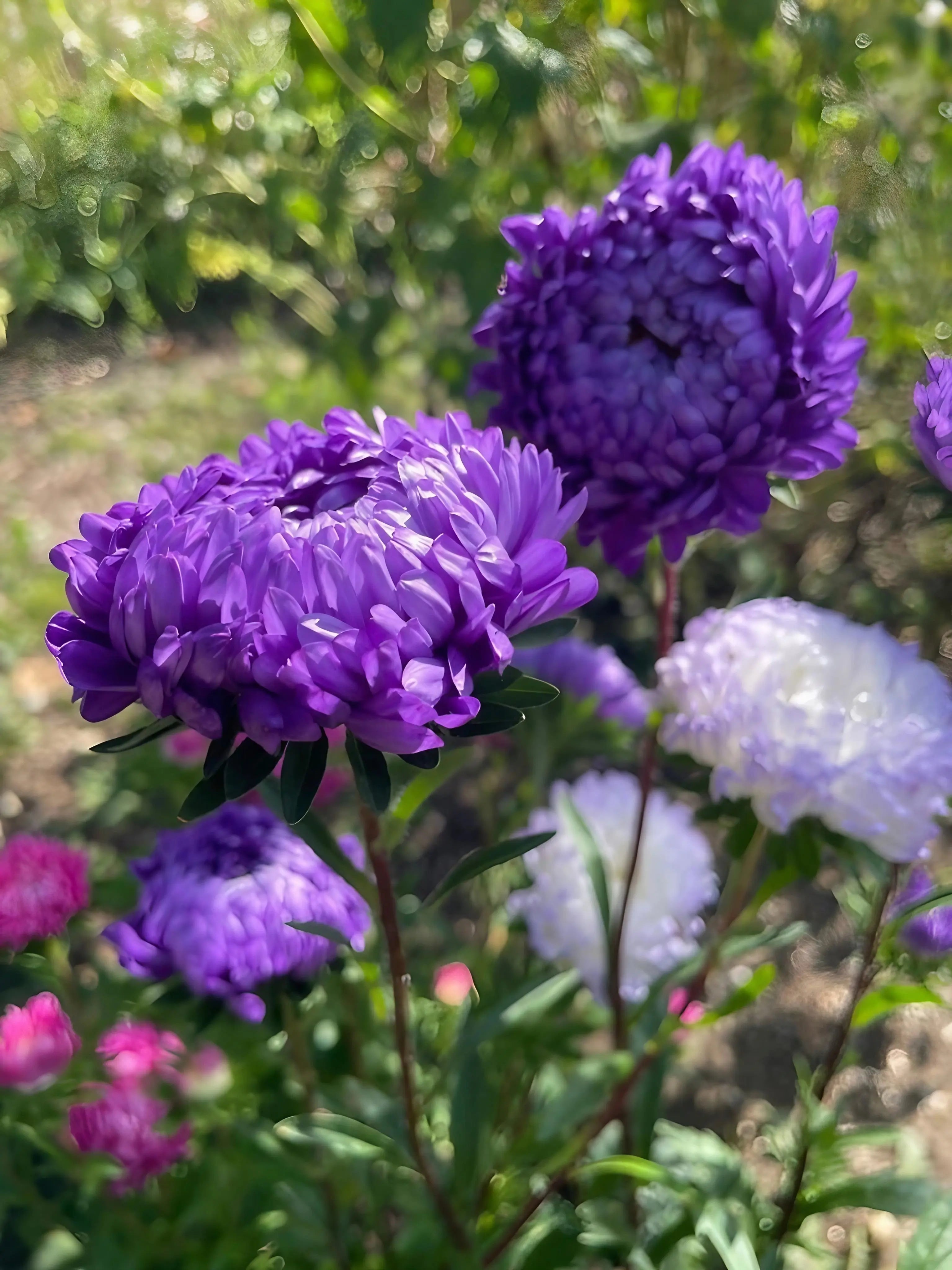 Aster Peony Mix